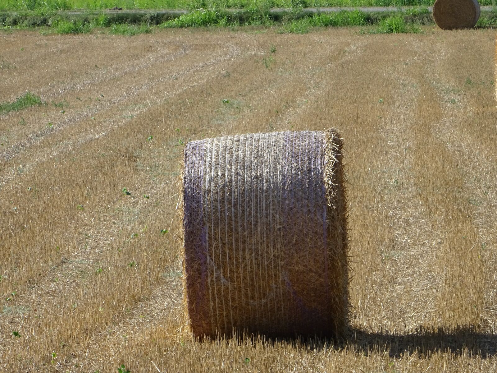 Sony DSC-HX60V sample photo. Straw bale, field, harvest photography