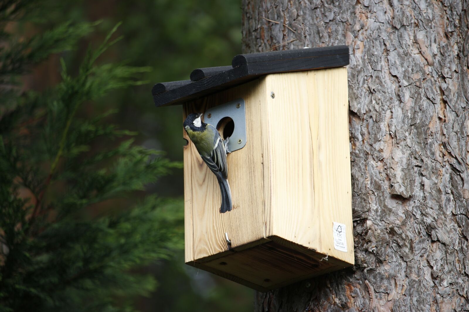 Canon EF-S 55-250mm F4-5.6 IS STM sample photo. Tit, aviary, feed photography