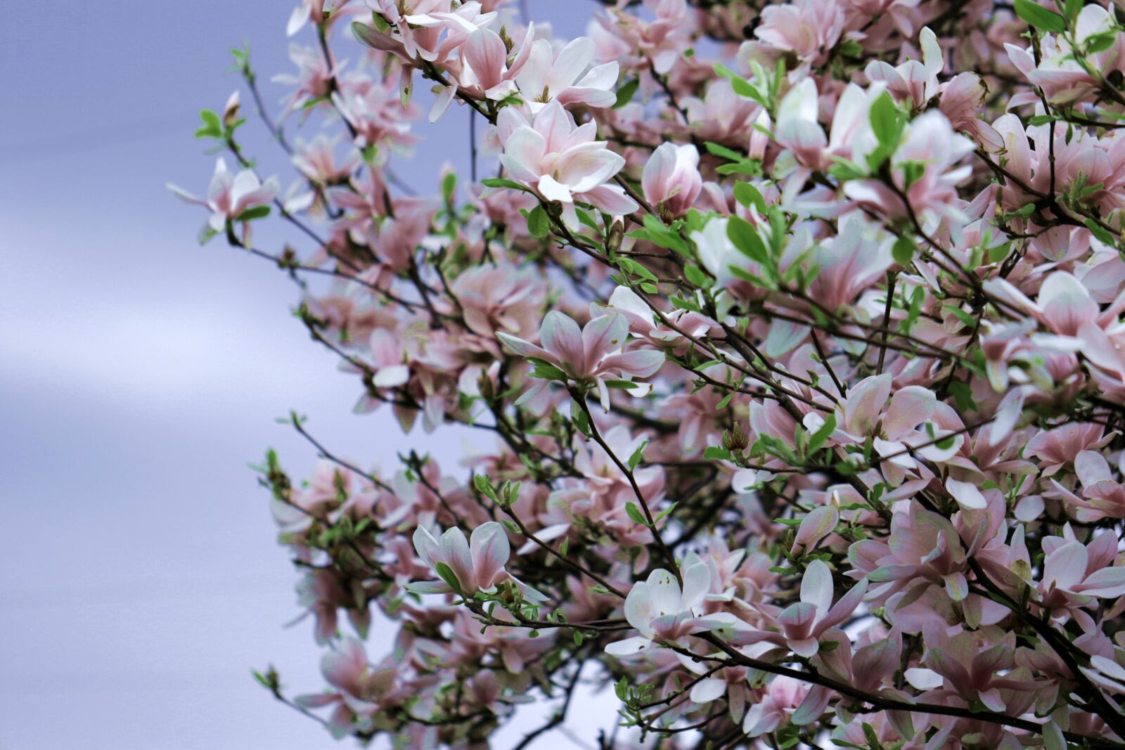 Canon EOS 7D Mark II sample photo. Magnolia, tree, spring photography