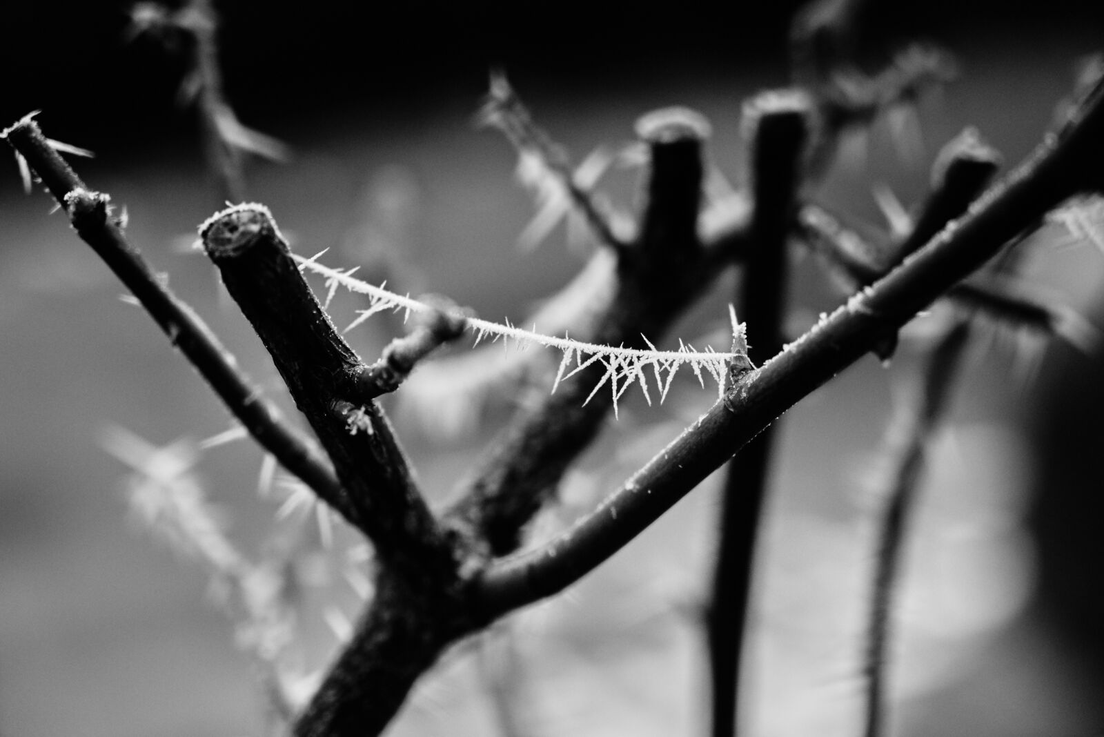 Sony a7R sample photo. Winter, frosty, cold photography