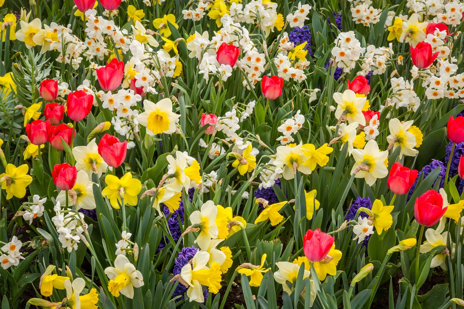 Canon EOS 5D Mark III sample photo. Spring, daffodils, tulips photography