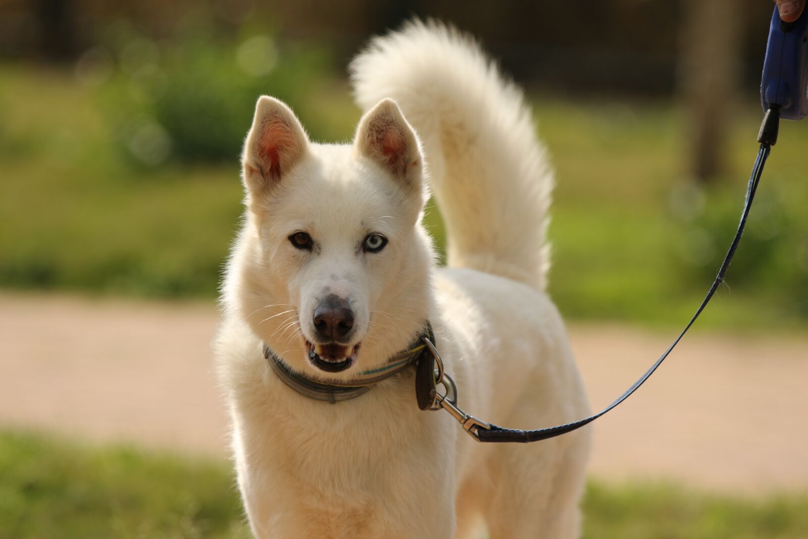 Canon EOS 7D Mark II sample photo. Dog, breed, siberian husky photography