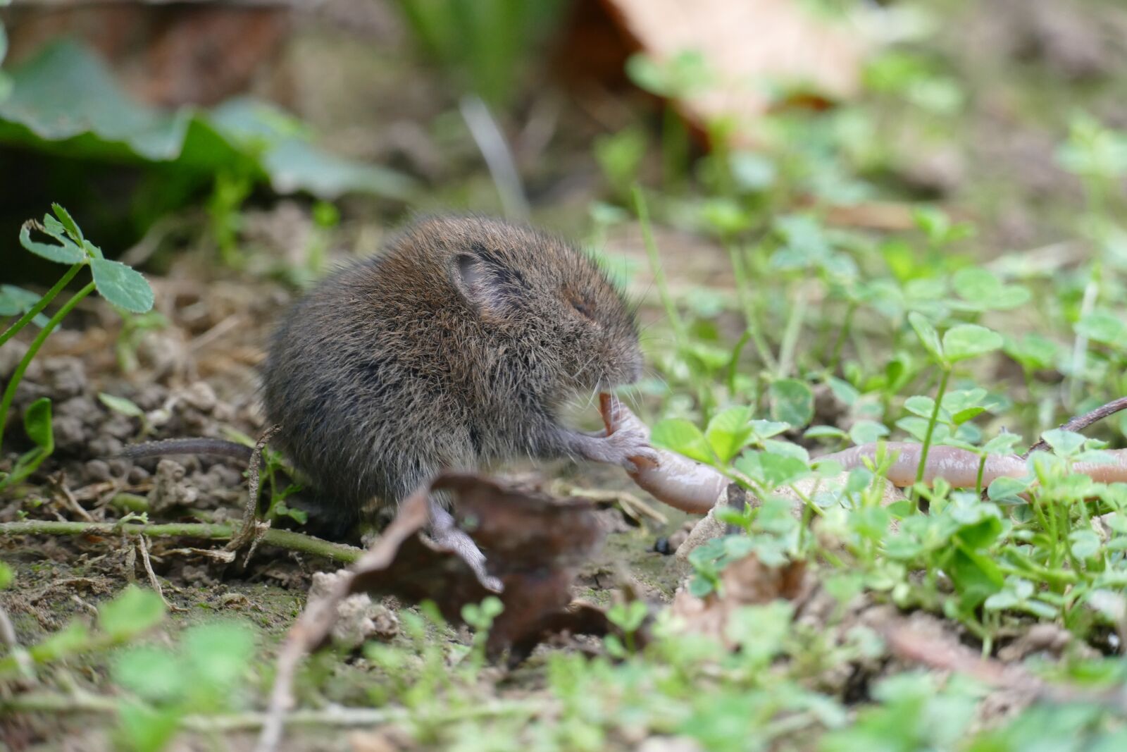 Panasonic Lumix DMC-FZ1000 sample photo. Mouse, vole, rodent photography