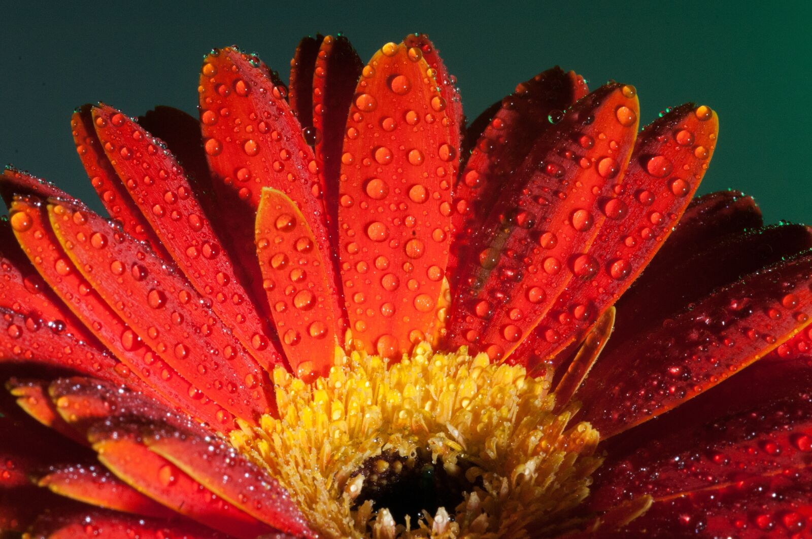 Nikon D300 sample photo. Flower, macro, close up photography