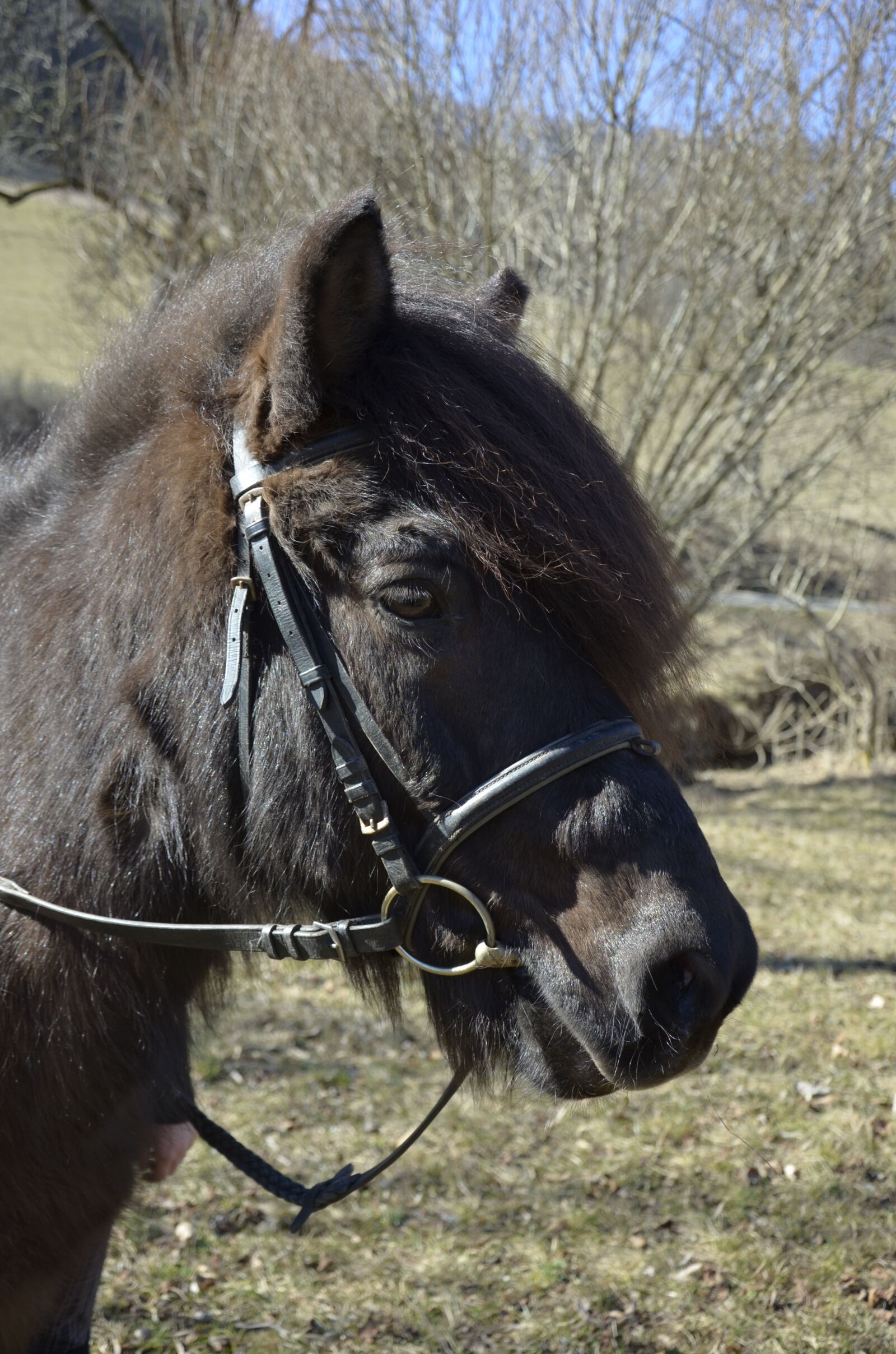Nikon D5100 sample photo. Pony, icelanders, brown pony photography