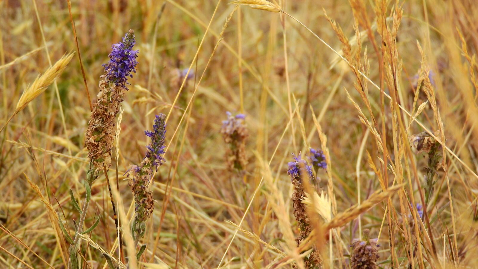 Nikon Coolpix P610 sample photo. Dry meadow, dry grass photography