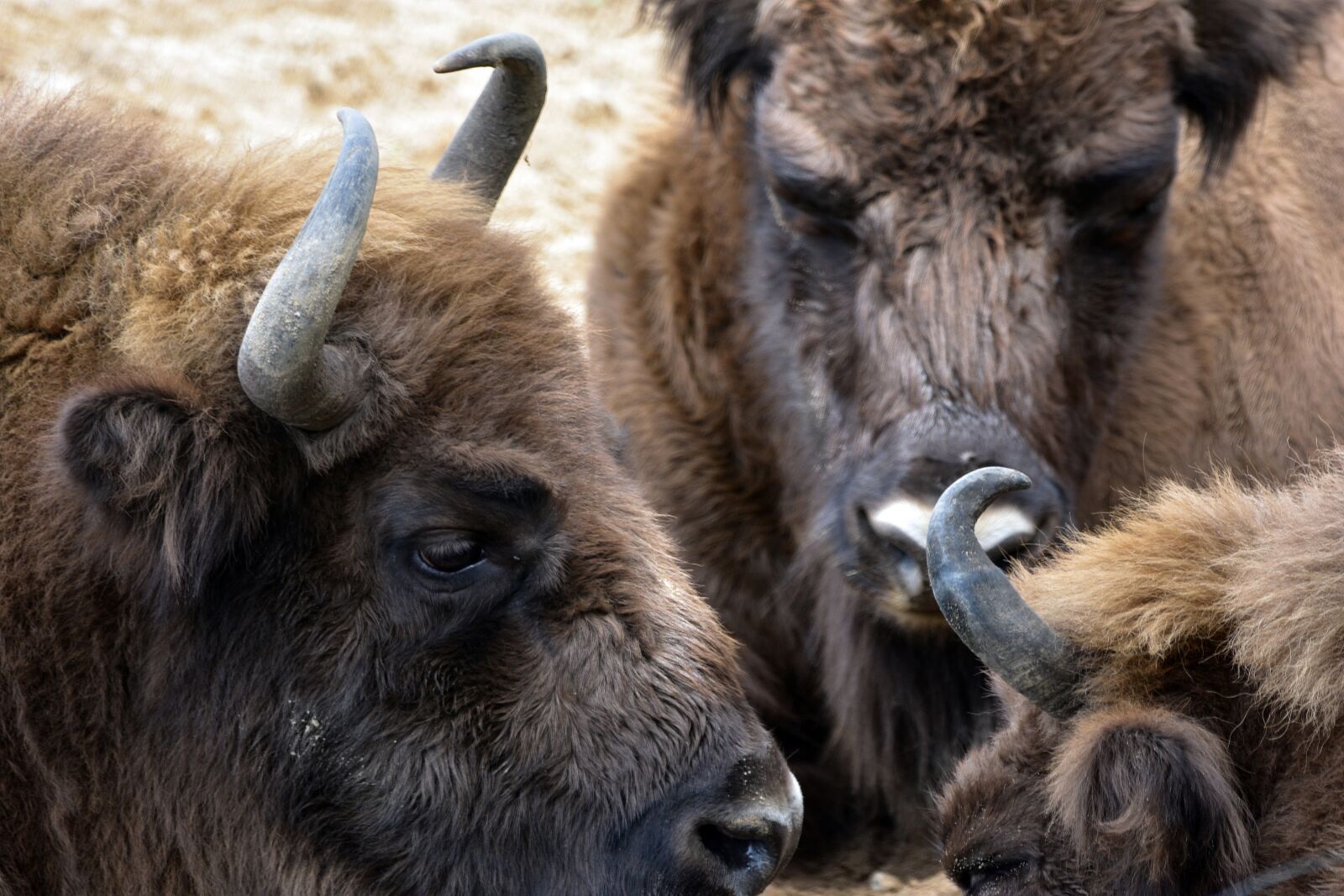 Nikon D3400 sample photo. Bison, animals, wildlife photography