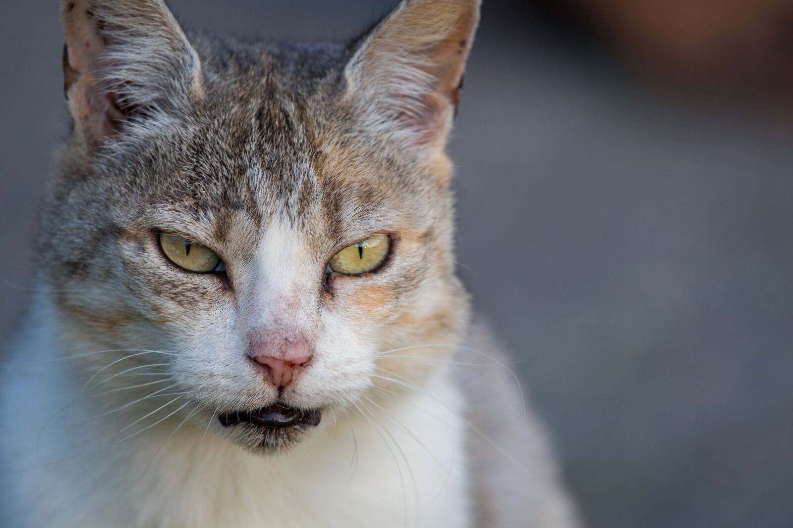 Nikon D500 sample photo. Cat, pet, portrait photography