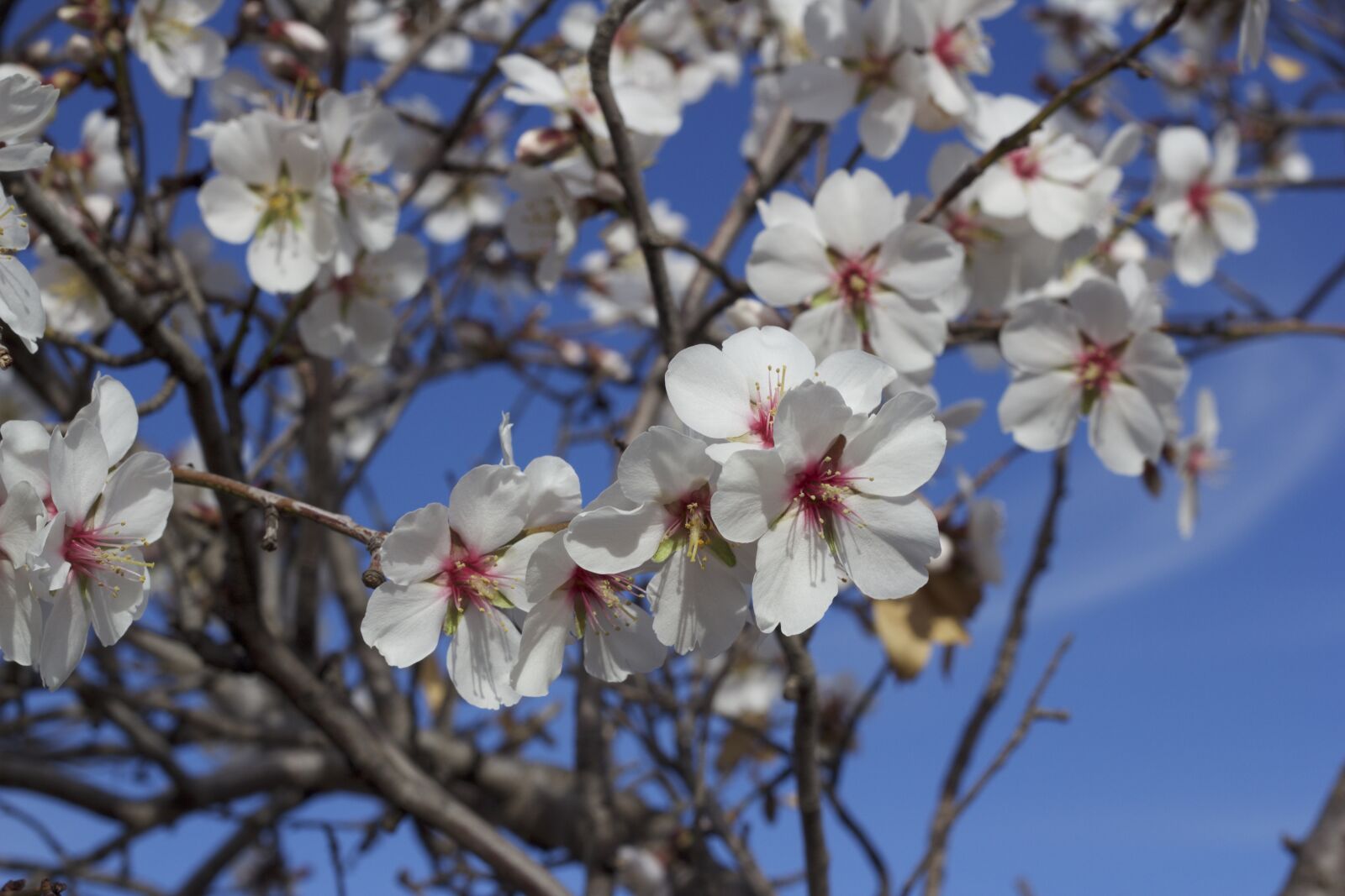 Canon EOS 60D + Canon EF 50mm F1.8 II sample photo. Flower, almond tree, nature photography