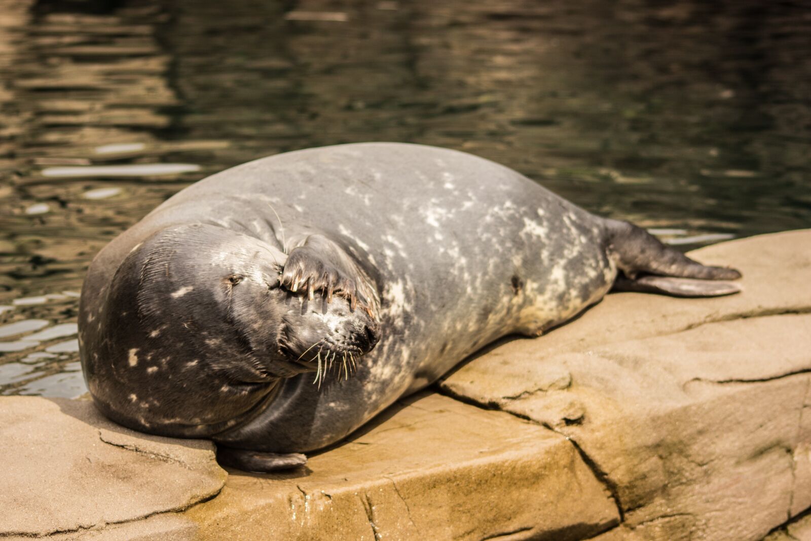 Canon EOS 600D (Rebel EOS T3i / EOS Kiss X5) sample photo. Robbe, is, animal photography