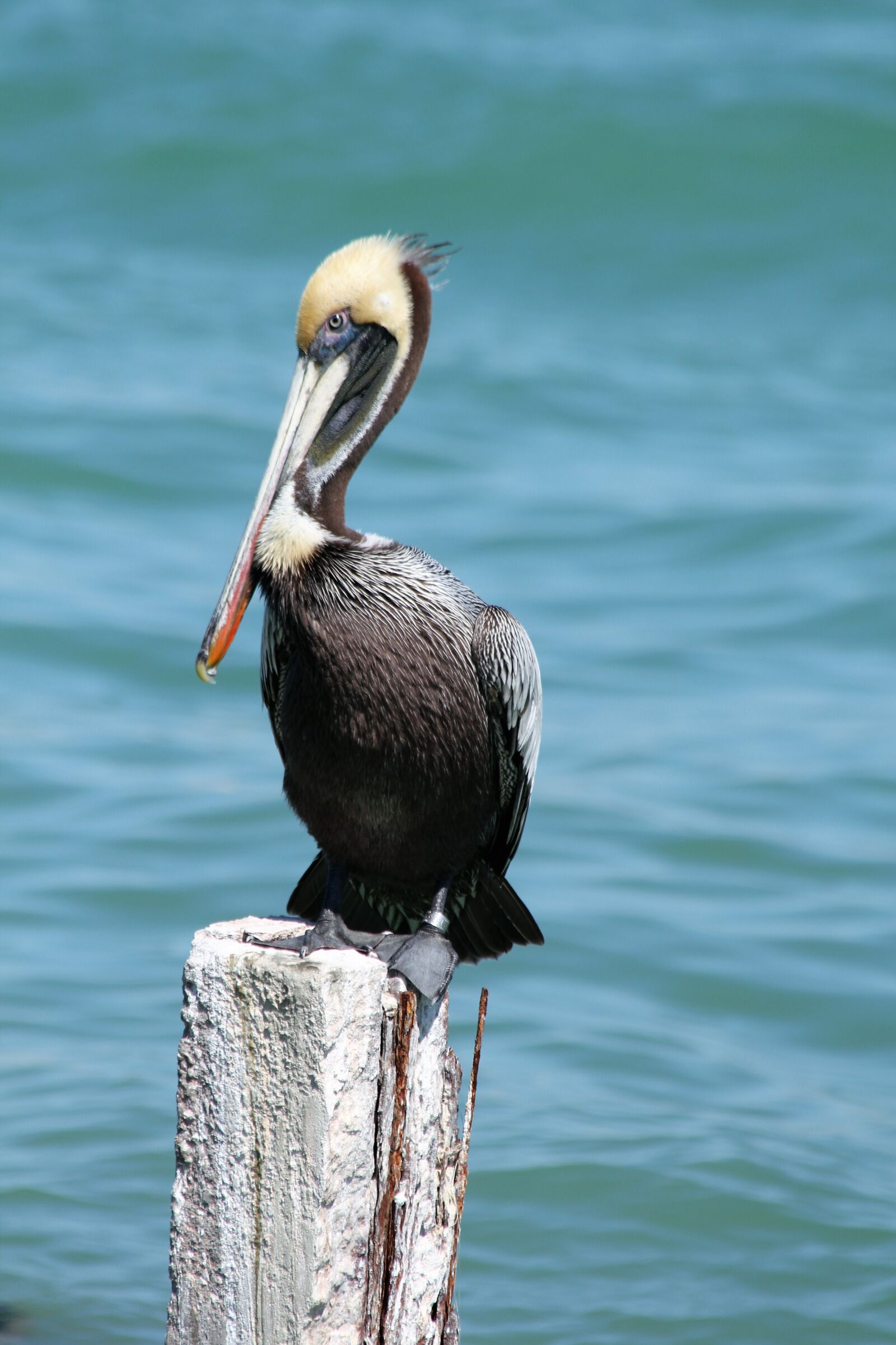 Canon EOS 550D (EOS Rebel T2i / EOS Kiss X4) sample photo. Pelican, florida, bird photography
