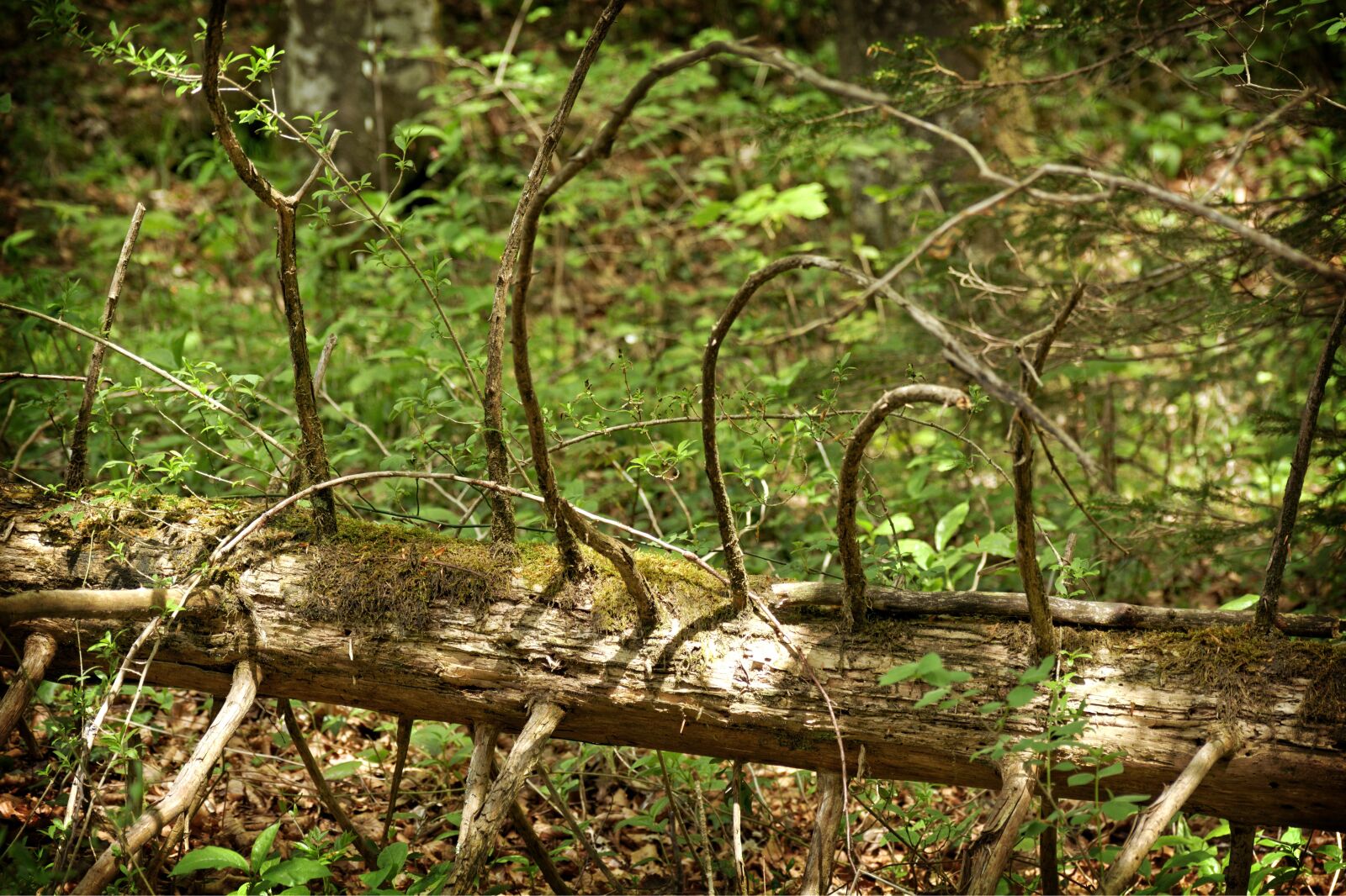 55.0-200.0mm f/4.0-f/5.6 sample photo. Log, tree, old photography