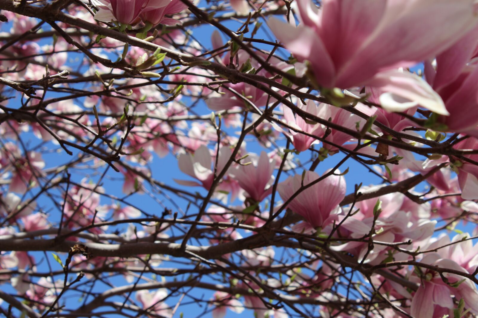 Canon EOS 1300D (EOS Rebel T6 / EOS Kiss X80) sample photo. Tree, blossom, blossoms photography
