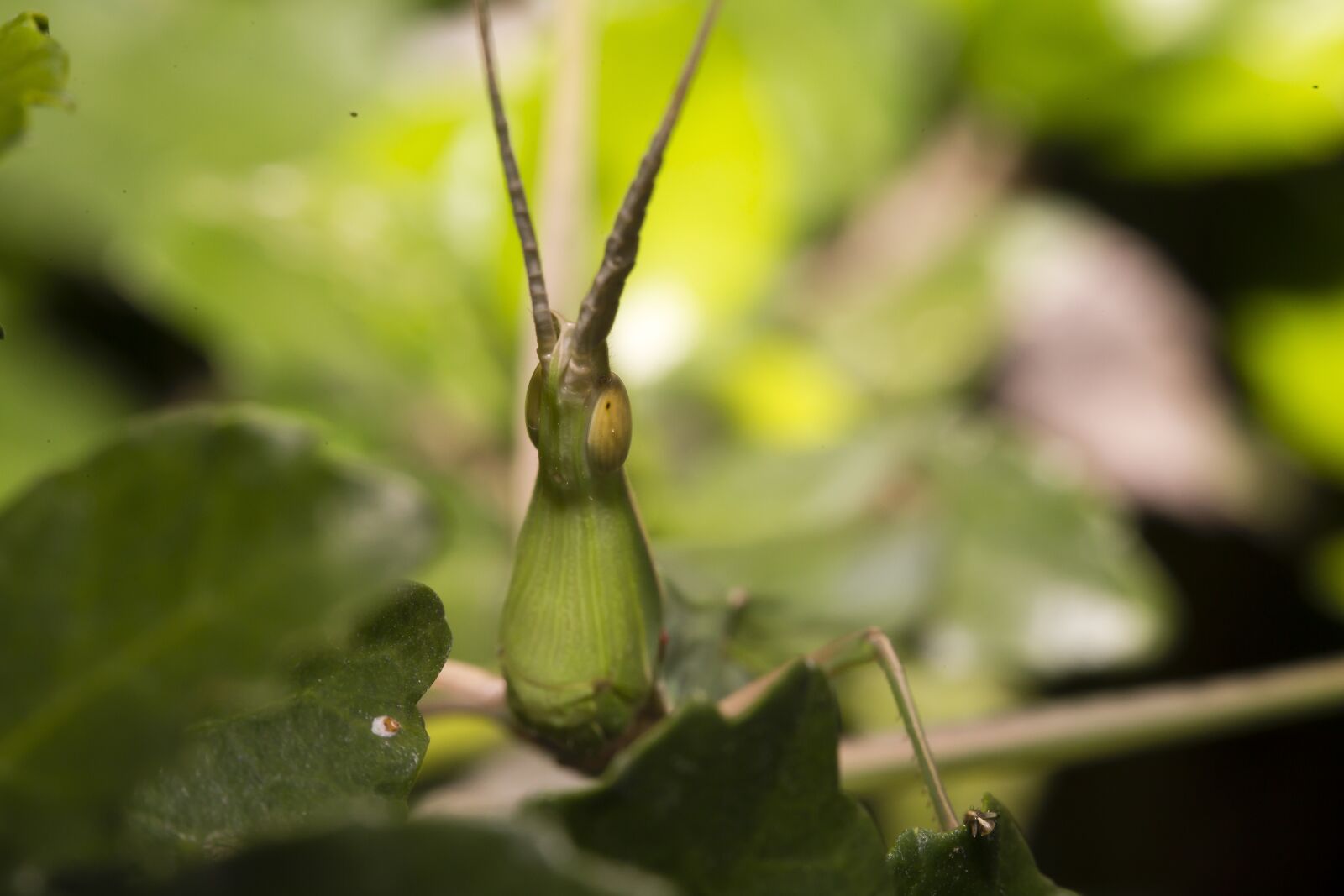 Canon EOS 6D + Canon EF 100mm F2.8 Macro USM sample photo. Locusts, green, nice photography