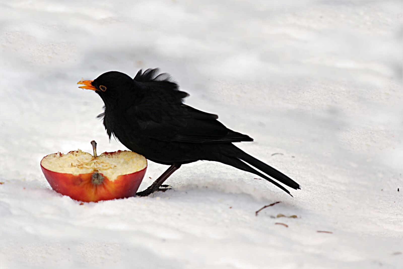 Canon EOS 550D (EOS Rebel T2i / EOS Kiss X4) sample photo. Bird, throttle, turdus philomelos photography