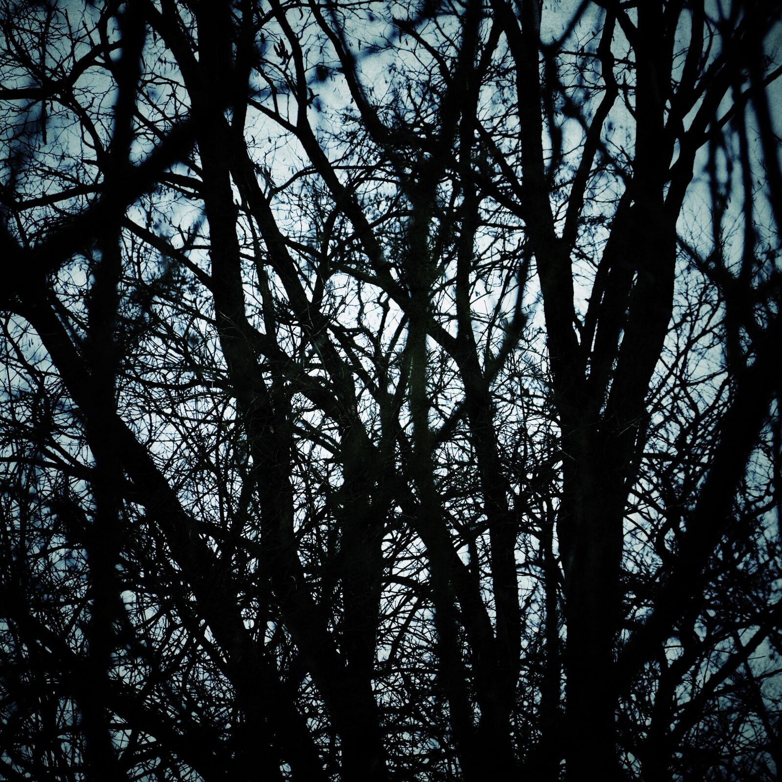 Fujifilm X-E1 sample photo. Trees, autumn, season photography