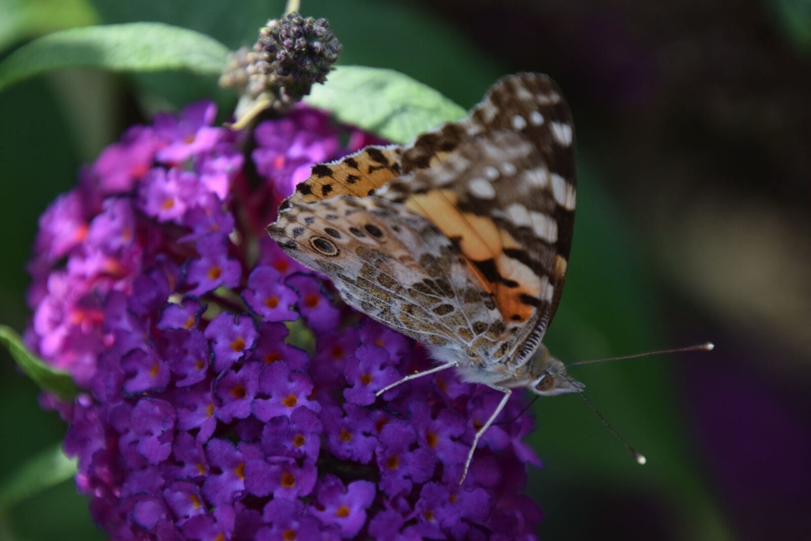 Nikon D3300 sample photo. Butterfly, insect, wings photography