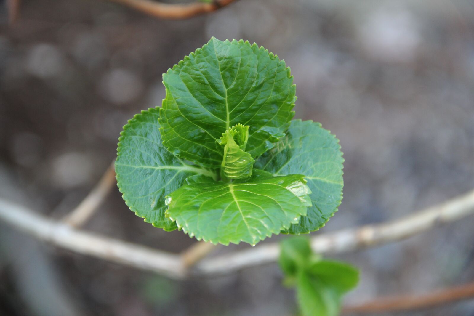 Canon EOS 60D sample photo. Leaf, flora, nature photography