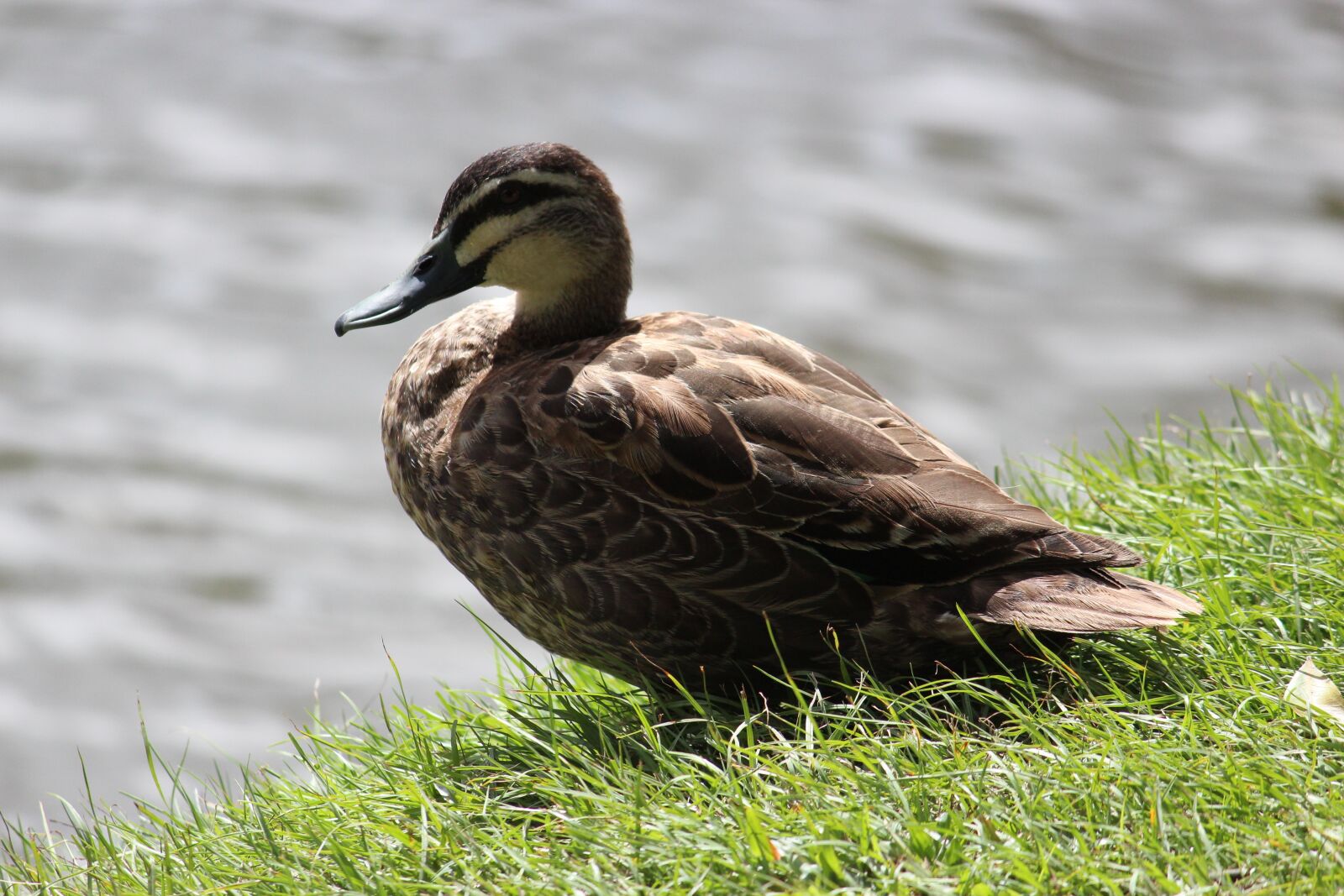 Canon EF-S 55-250mm F4-5.6 IS II sample photo. Duck, bird, lake photography