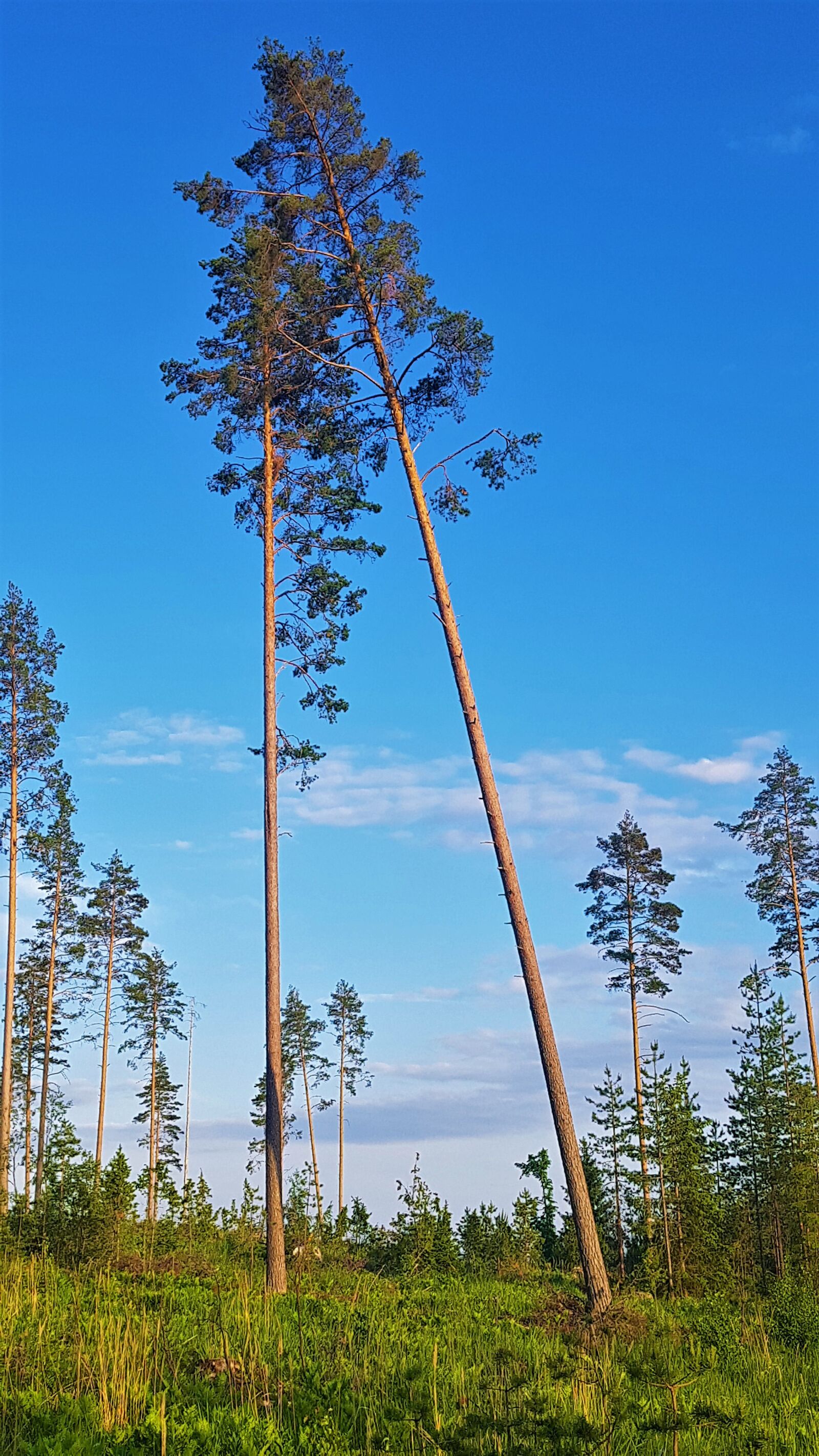 Samsung Galaxy S7 Edge sample photo. Pines, pine, seed trees photography