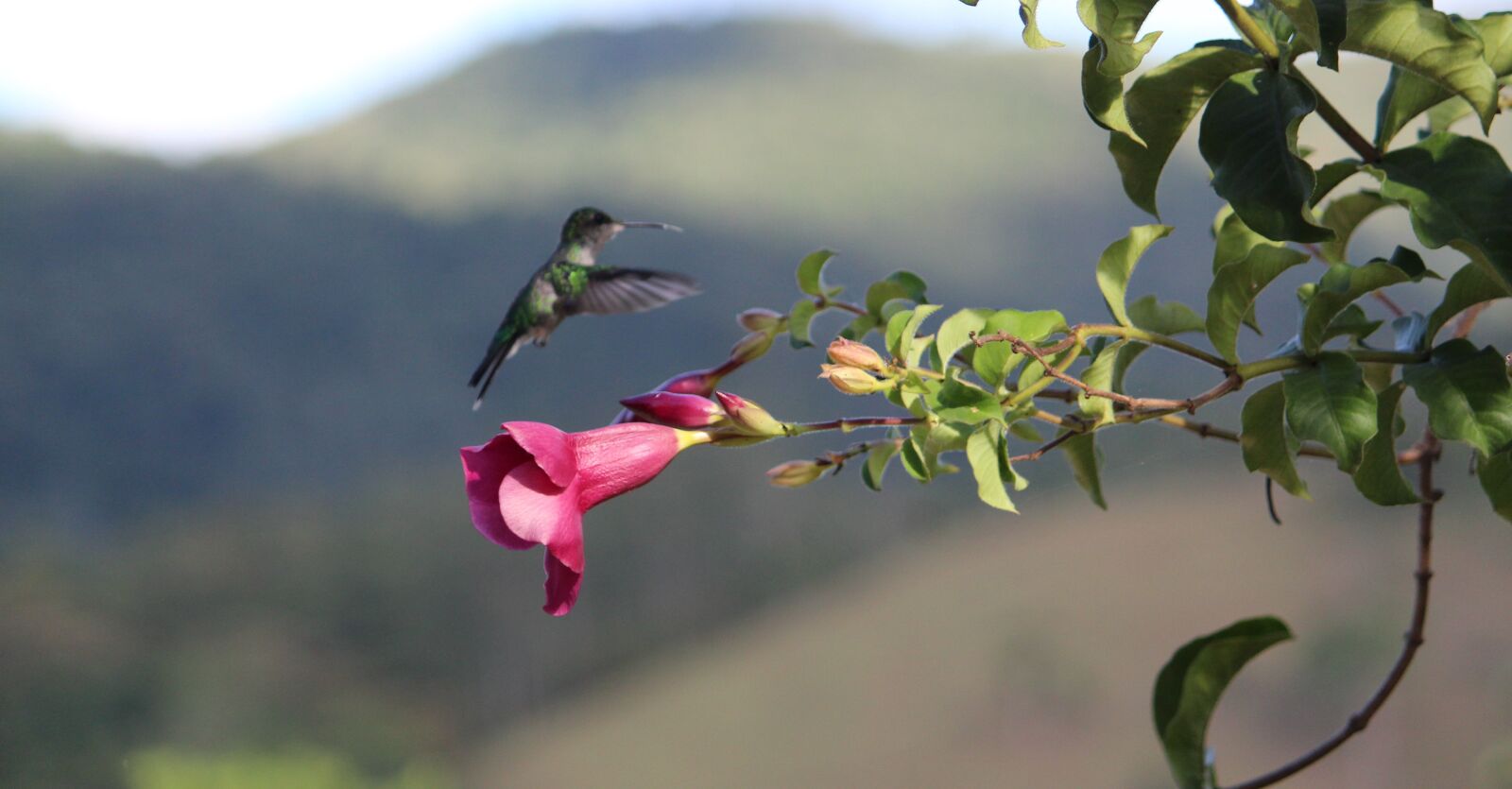 Canon EOS 1300D (EOS Rebel T6 / EOS Kiss X80) sample photo. Hummingbird, nature, bird photography