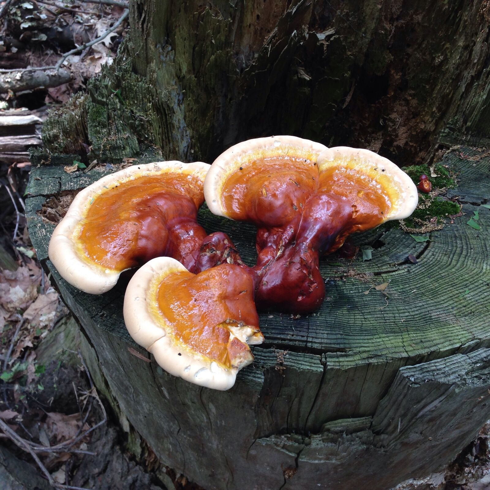 Apple iPhone 5 sample photo. Fungi, fungus, mushroom photography