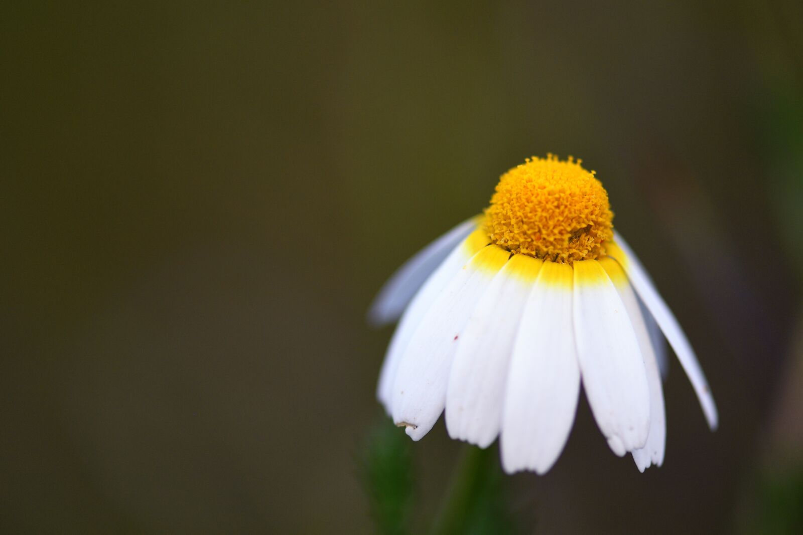 Nikon D500 sample photo. Daisy, flower, nature photography