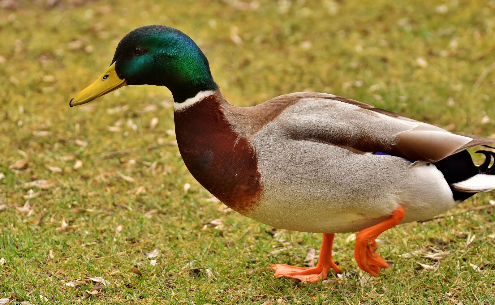 Nikon D7200 sample photo. Mallard, drake, colorful photography