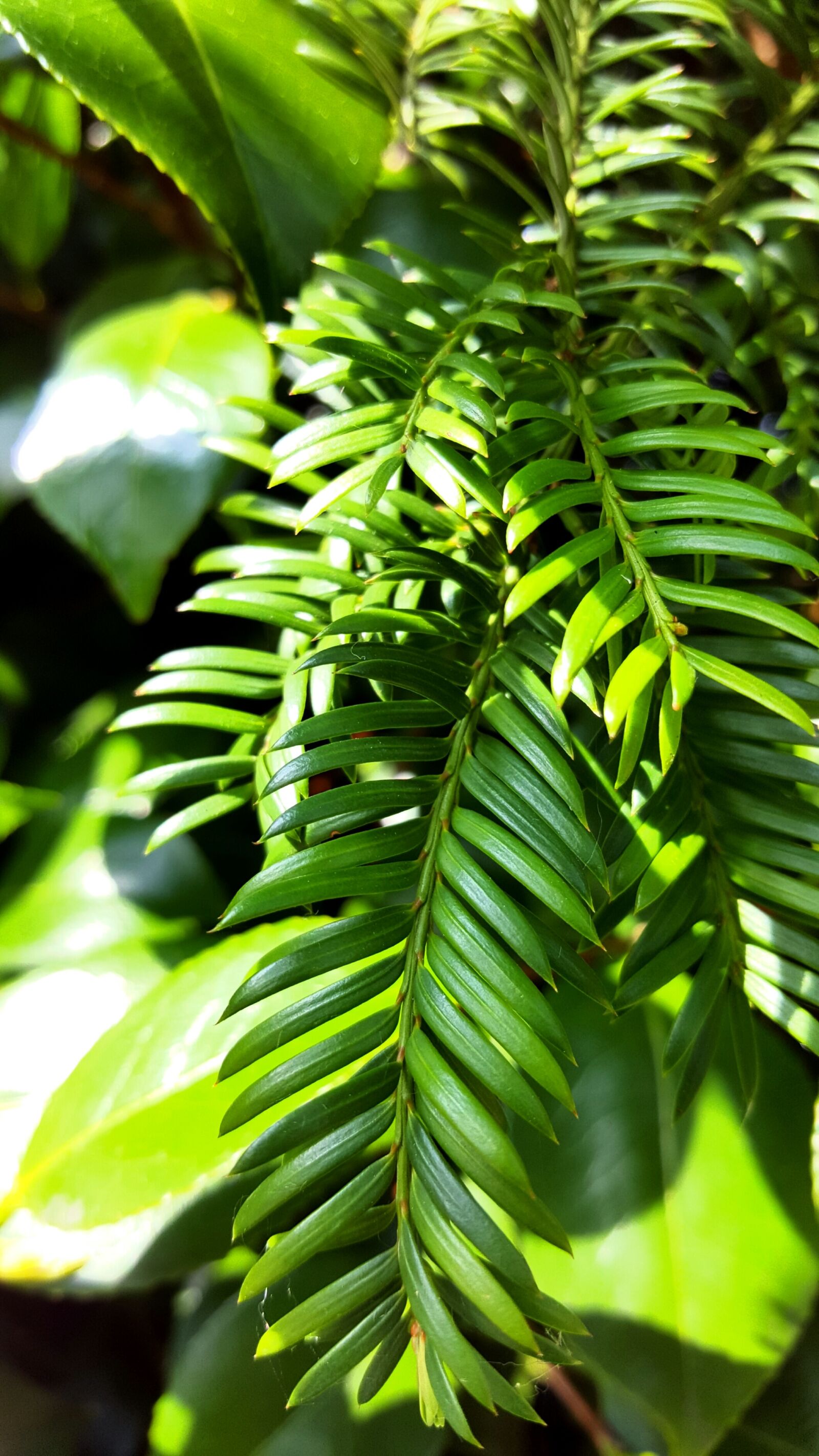 Samsung Galaxy S6 sample photo. Green, nature, tree photography