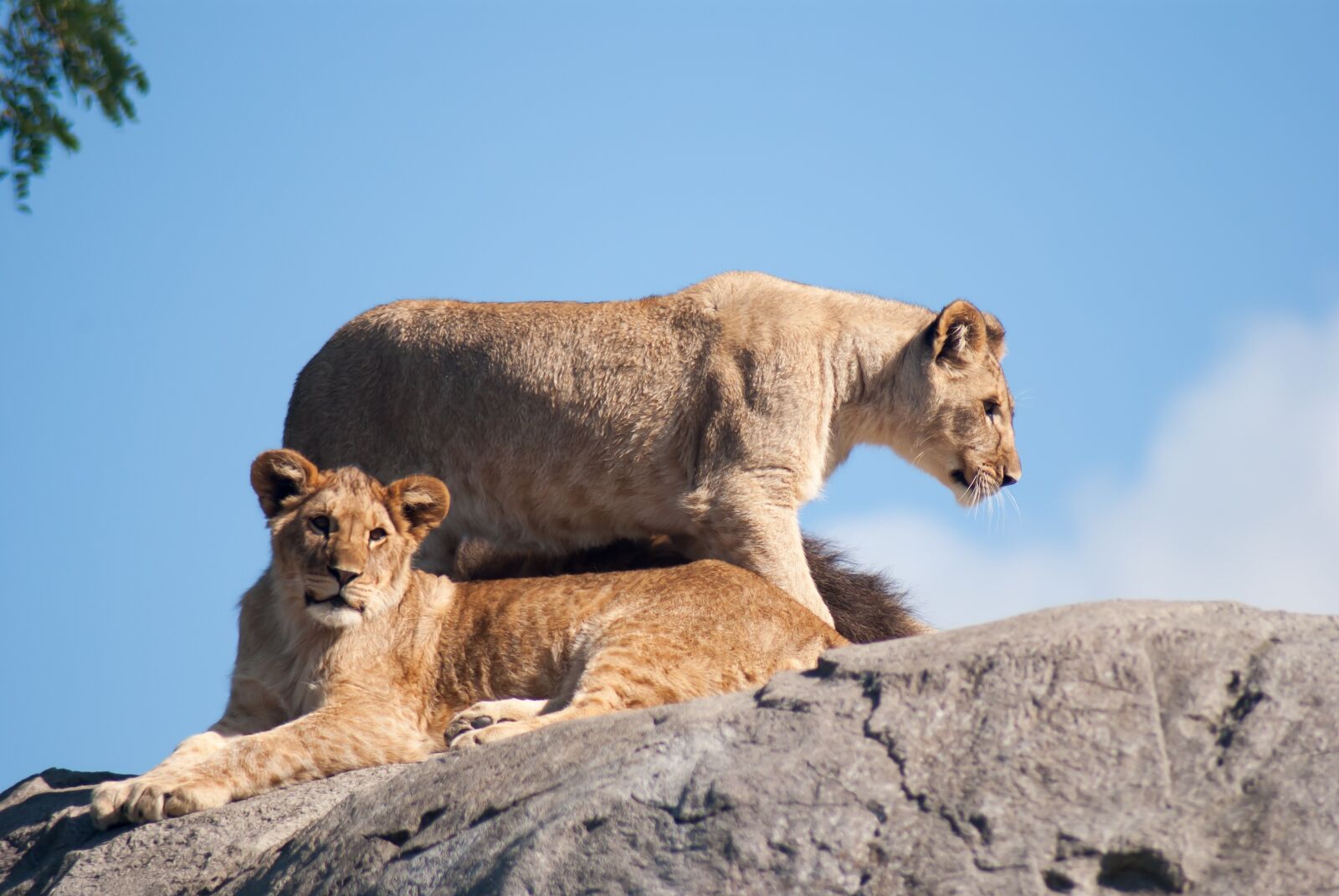 Nikon D3000 sample photo. Lion, lioness, lions photography