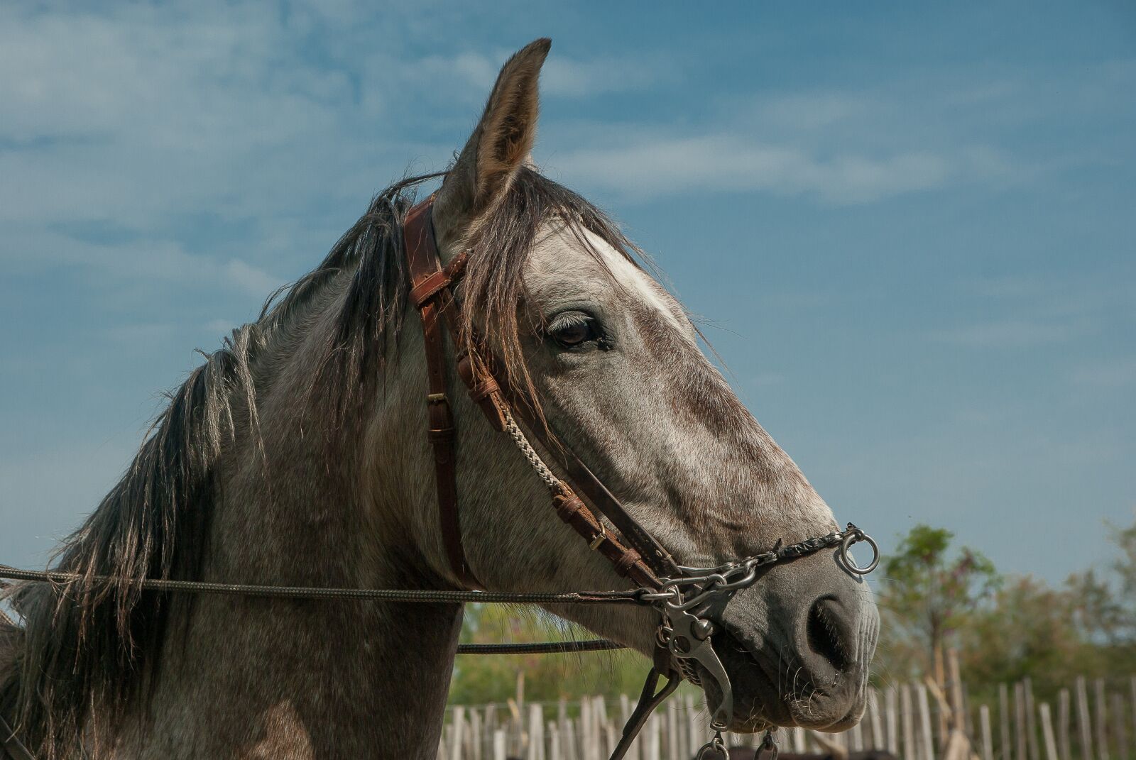 Pentax K10D sample photo. Horse, camargue, horseback riding photography