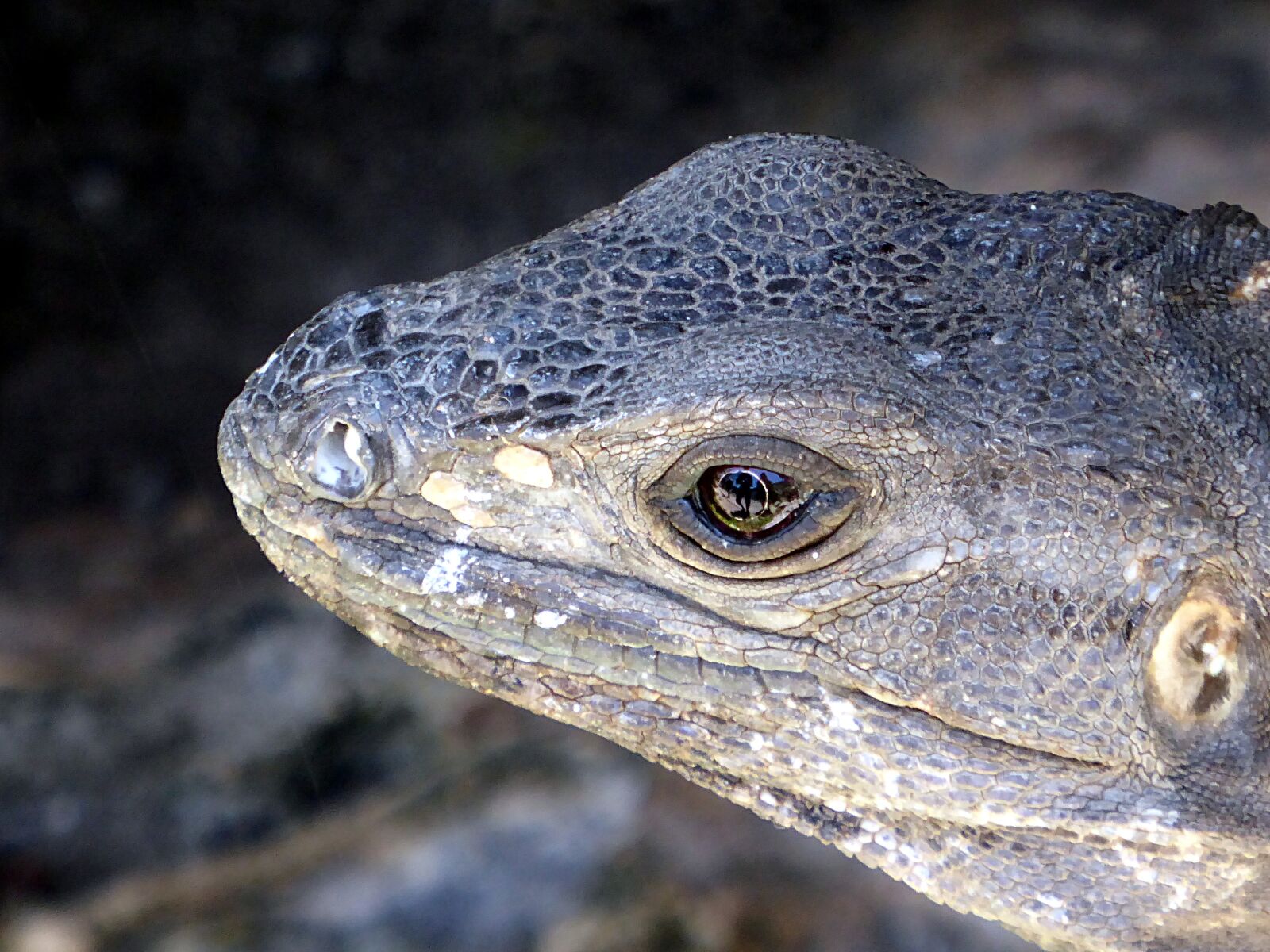 Panasonic Lumix DMC-ZS50 (Lumix DMC-TZ70) sample photo. Nature, reptile, fauna photography