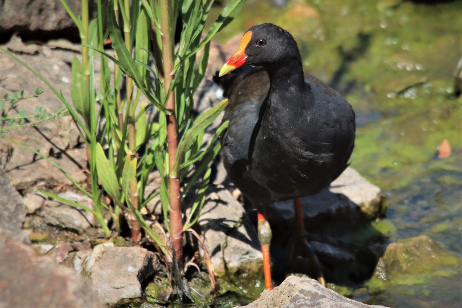 Canon EOS 90D sample photo. Black, dusky moorhen, red photography