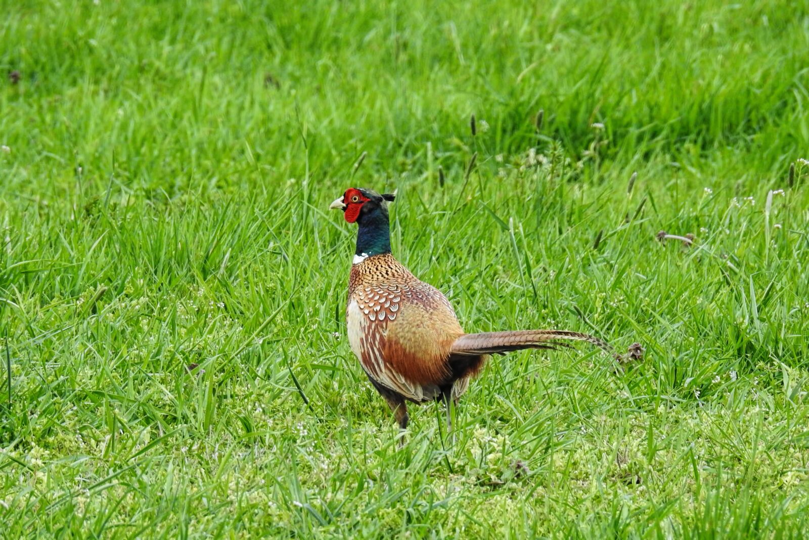 Nikon Coolpix P900 sample photo. Pheasant, bird, nature photography