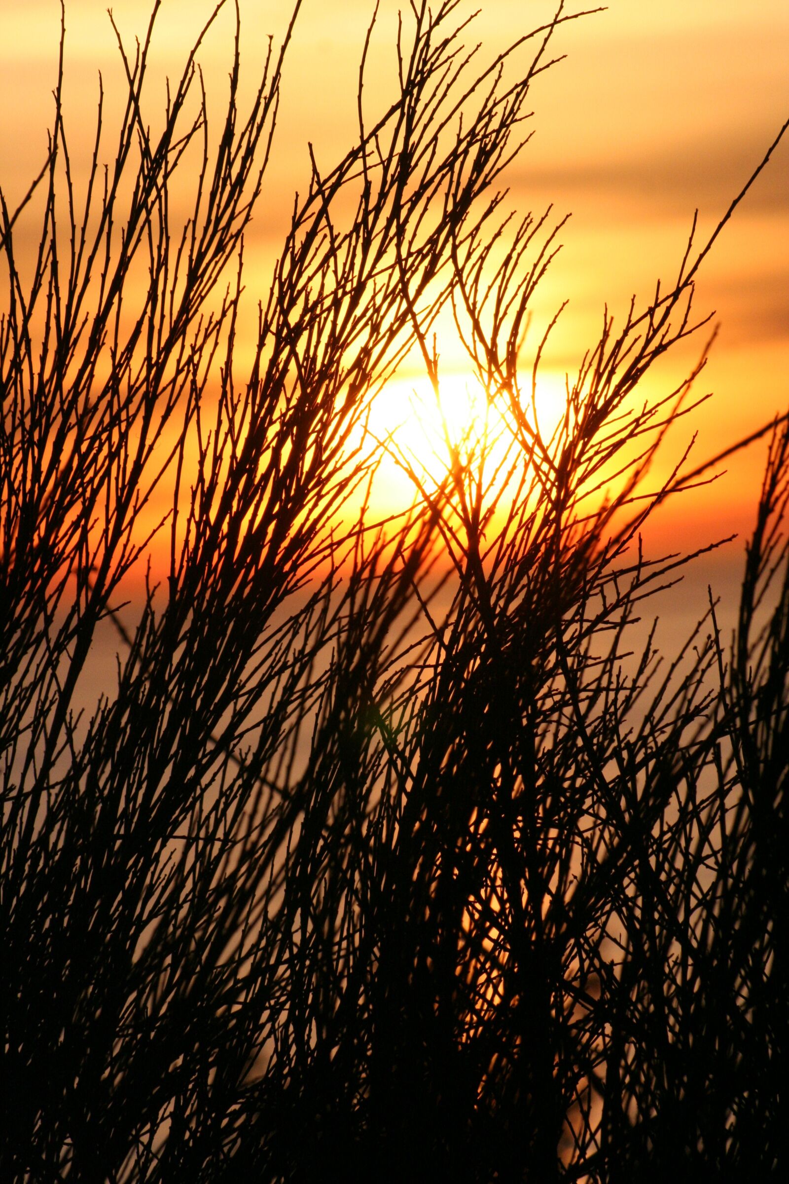 Canon EOS 350D (EOS Digital Rebel XT / EOS Kiss Digital N) sample photo. Sunset, grass, silhouette photography