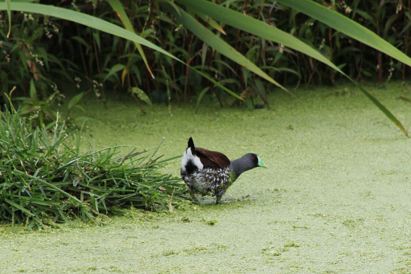 Canon EOS 550D (EOS Rebel T2i / EOS Kiss X4) sample photo. Ave, exotic bird, wetland photography