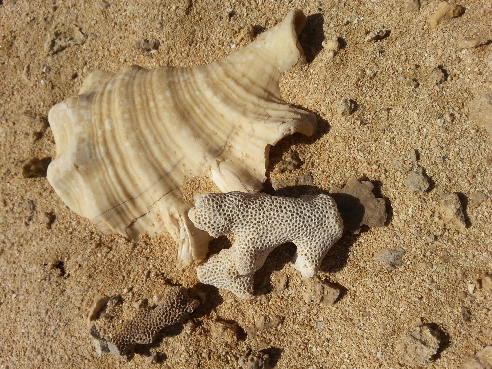 Samsung Galaxy S3 sample photo. Sand, shell, coral photography