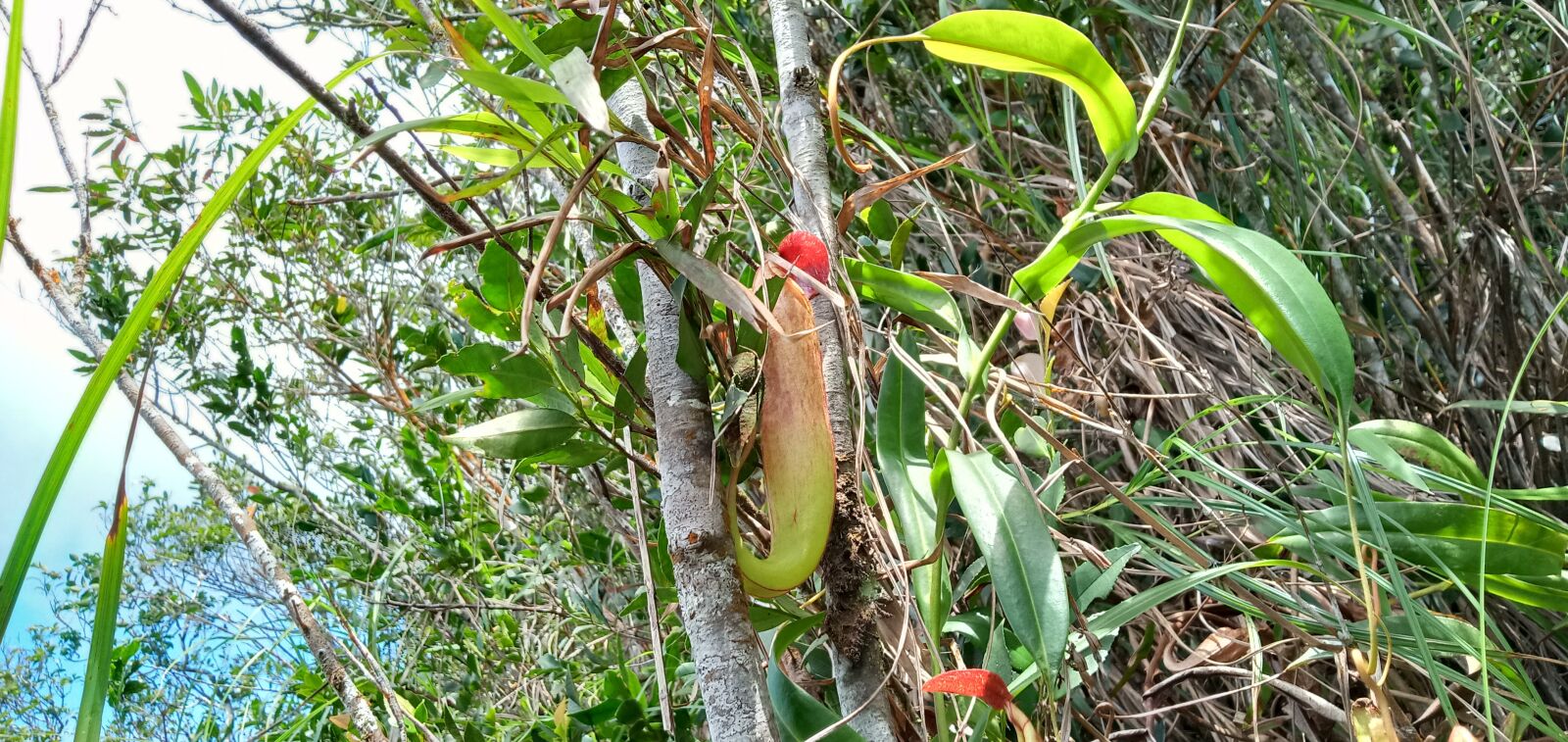 OPPO A5S sample photo. Nepenthes spp, gunung raya photography