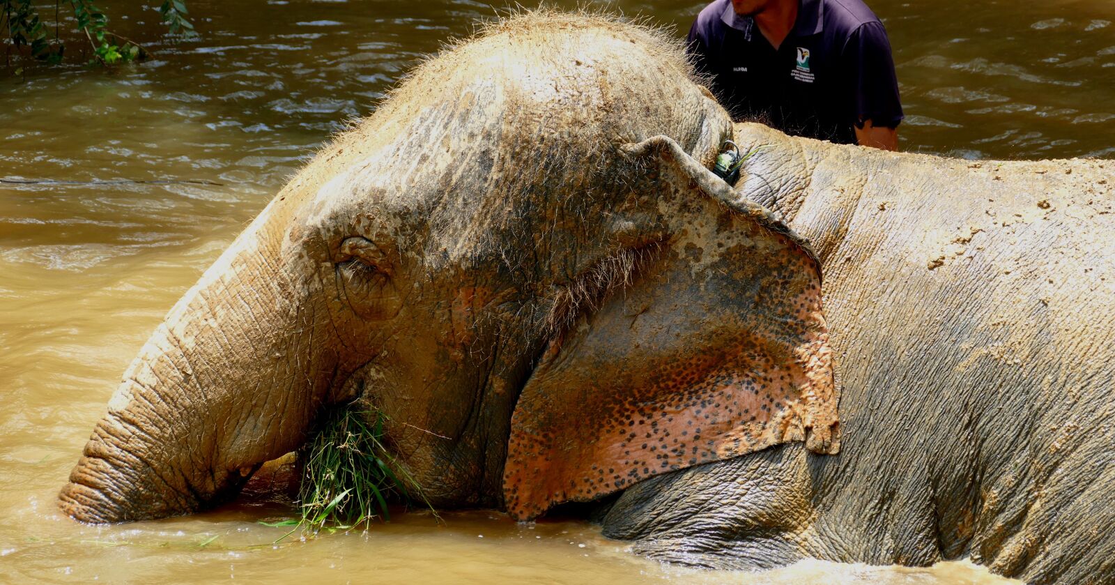 Panasonic Lumix DMC-FZ1000 sample photo. Elephant, malaysia, animal photography
