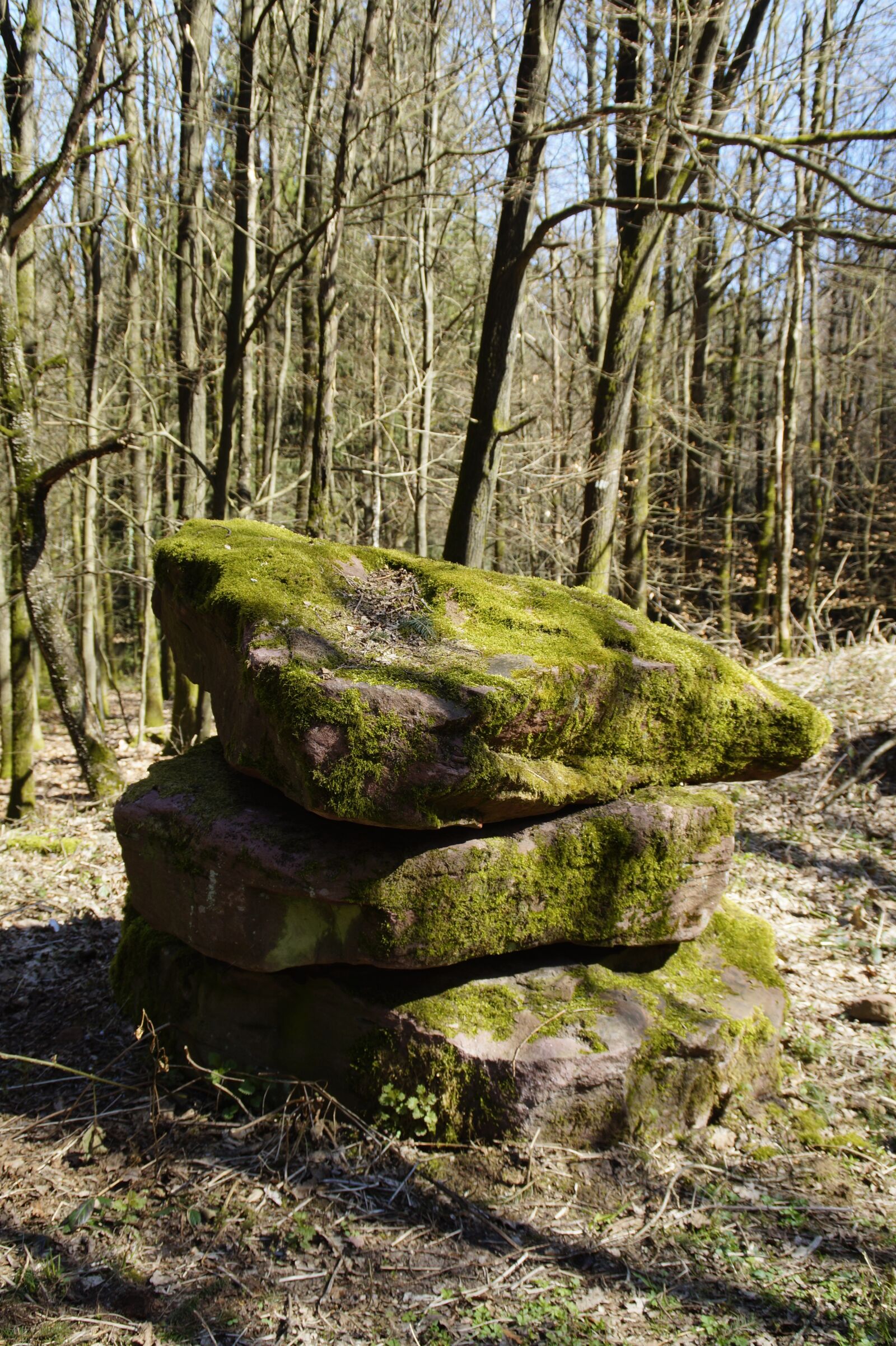 Sony SLT-A58 sample photo. Nature, wood, tree photography