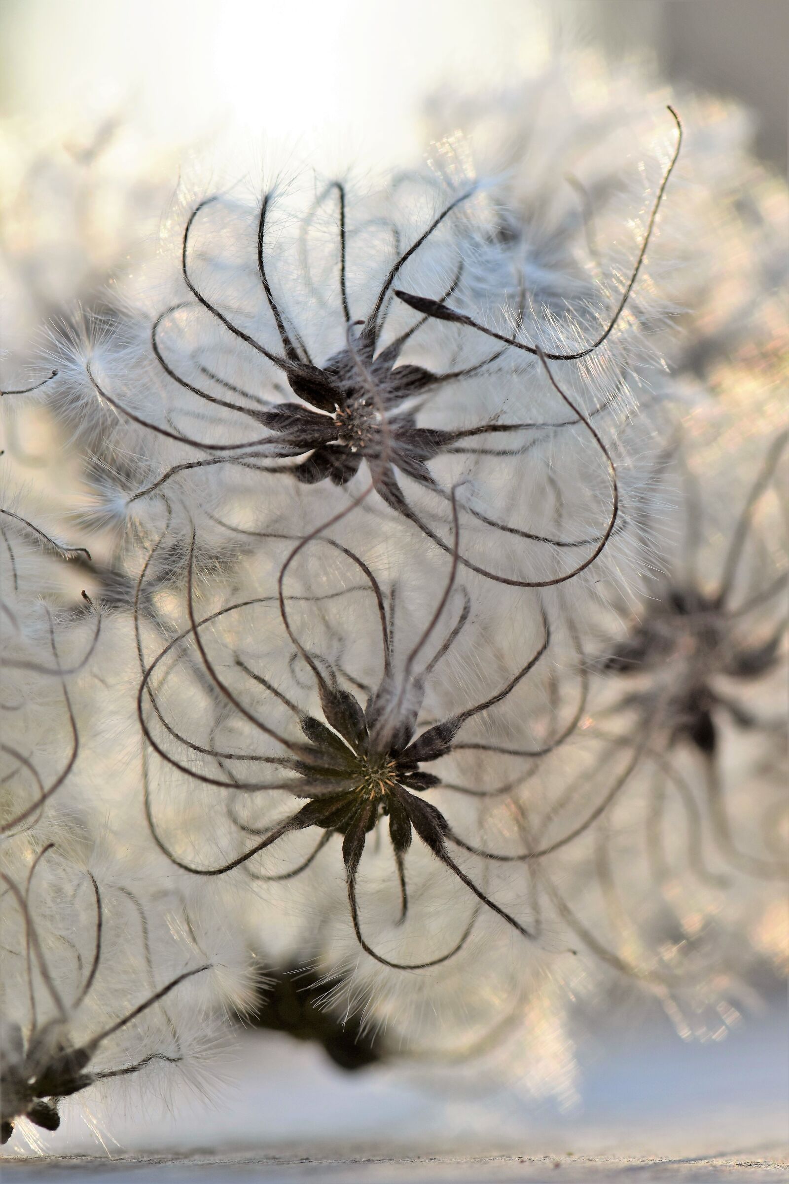 Nikon D5500 sample photo. Plant, seeds, nature photography