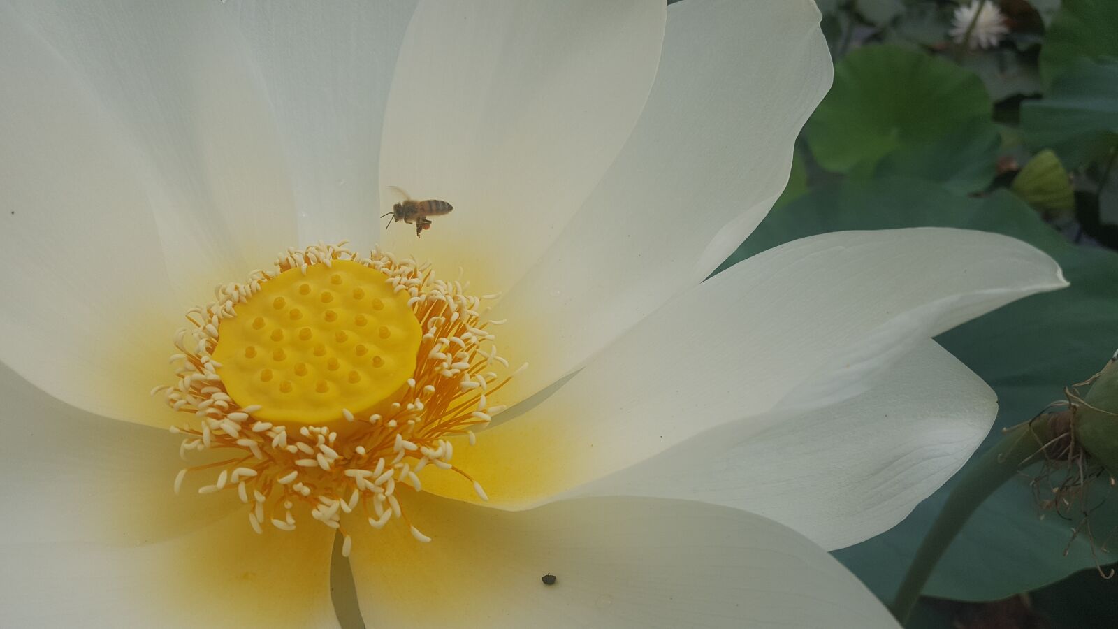 Samsung Galaxy S6 sample photo. Waterlily, bee, nature photography