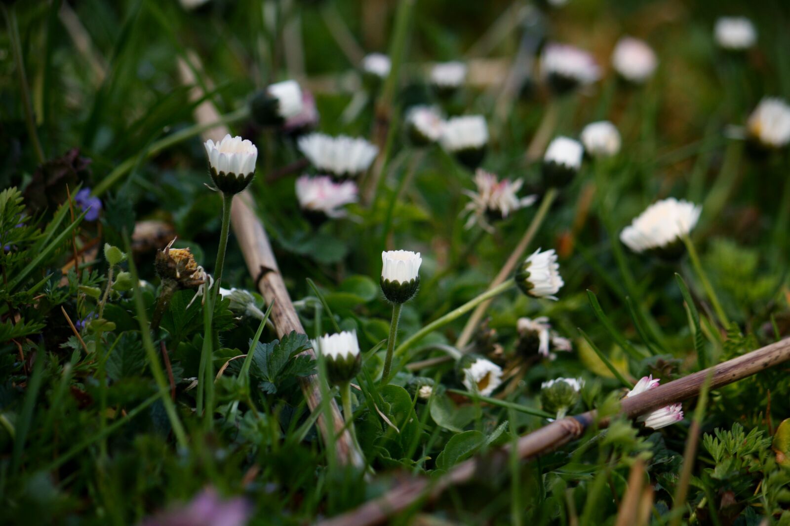 Canon EOS 450D (EOS Rebel XSi / EOS Kiss X2) sample photo. Daisy, mood, green photography