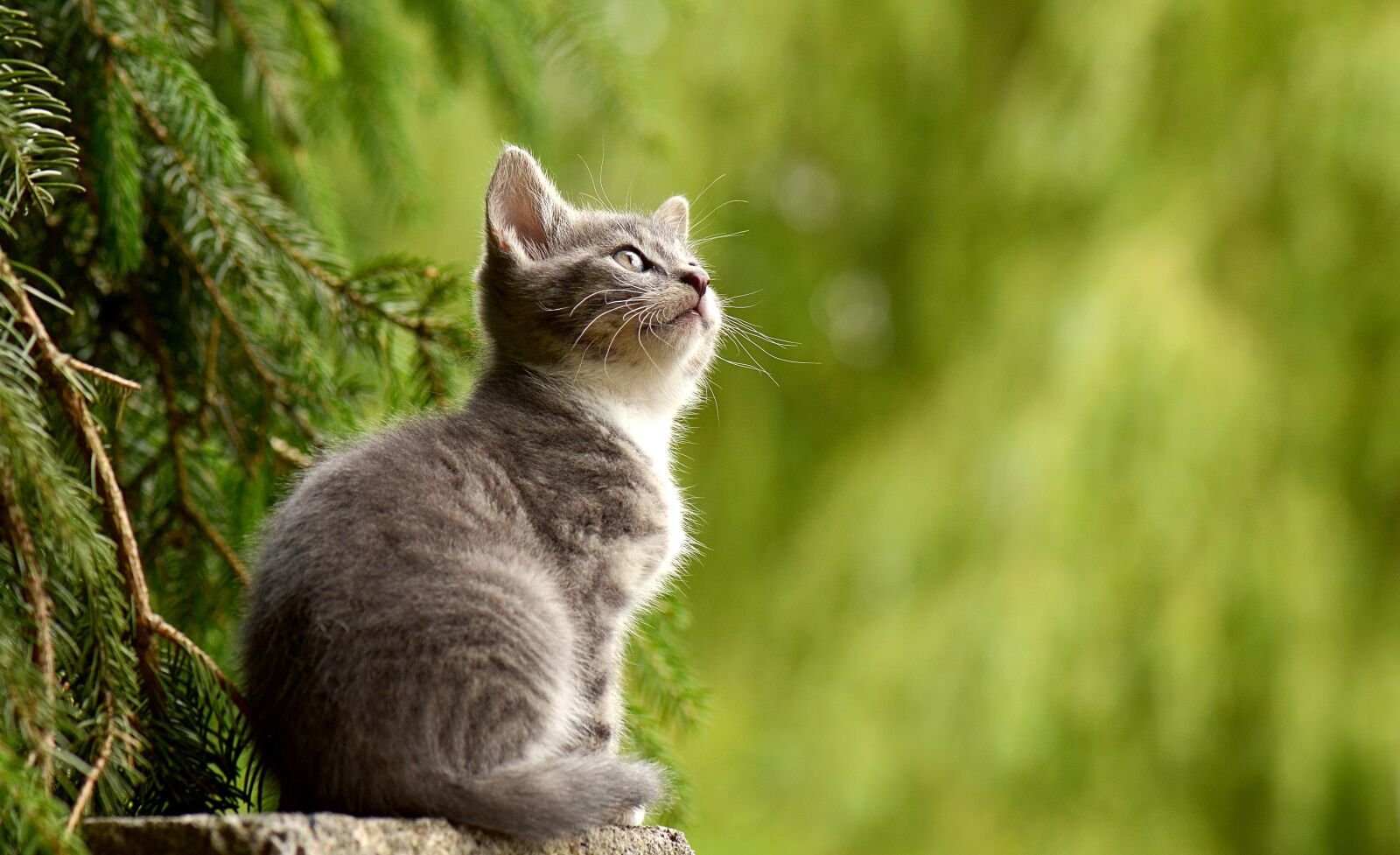Nikon D5100 sample photo. Cat, young animal, curious photography