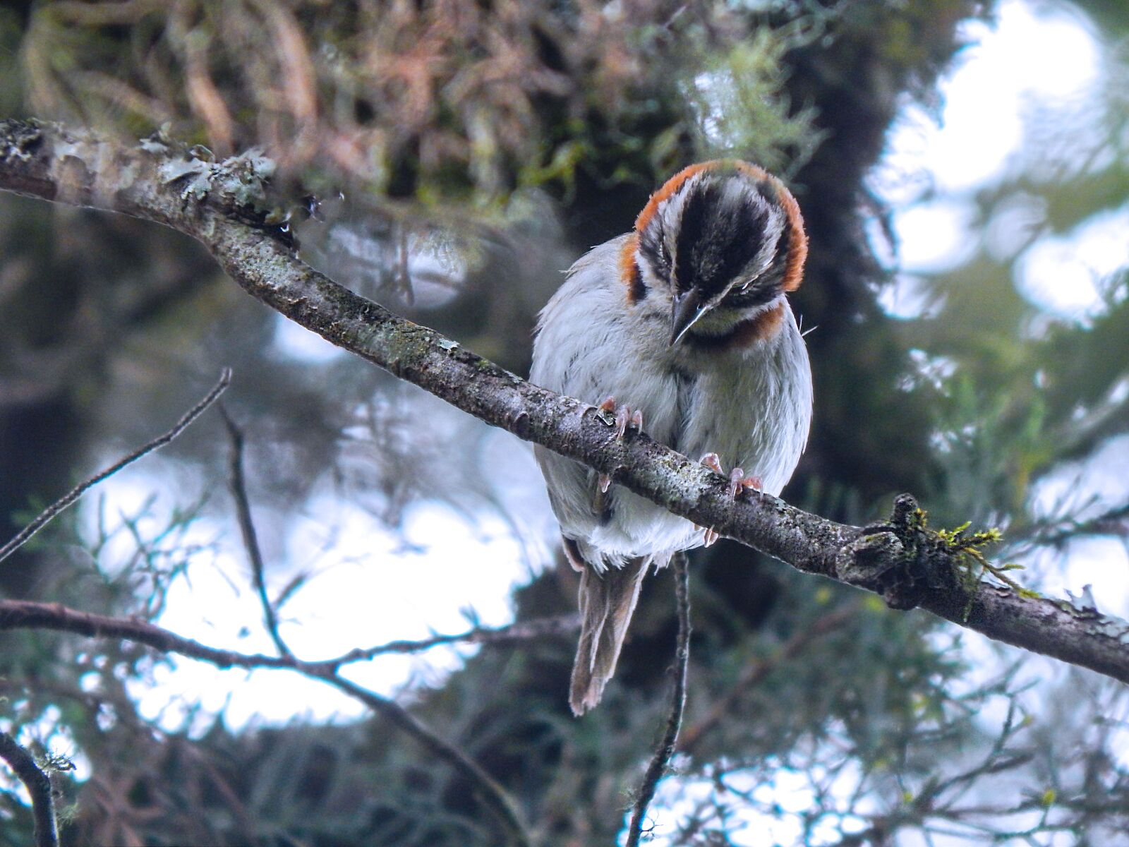 Nikon Coolpix L820 sample photo. Ave, bird, little bird photography