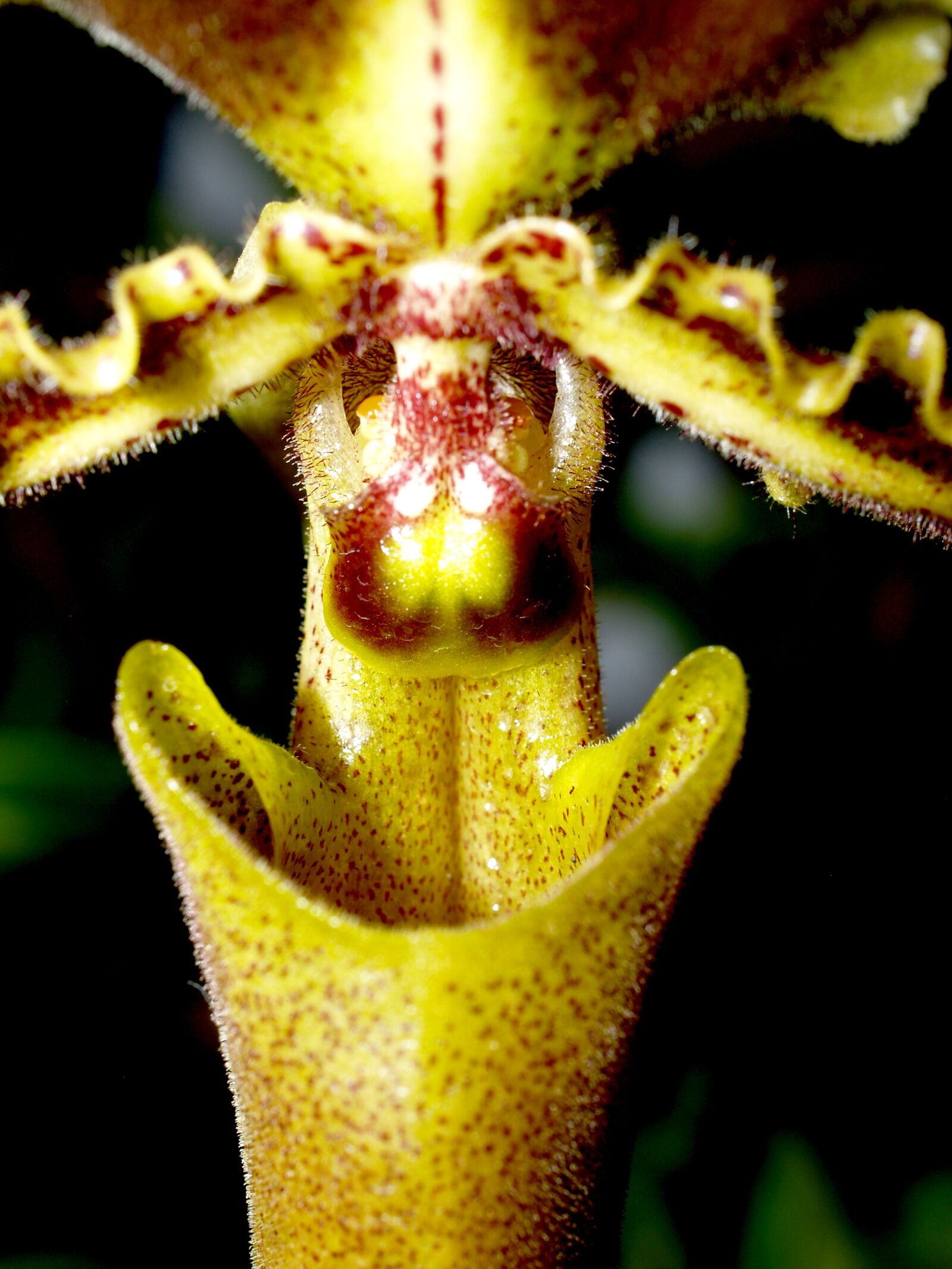Olympus E-300 (EVOLT E-300) sample photo. Orchid, flower, bright photography