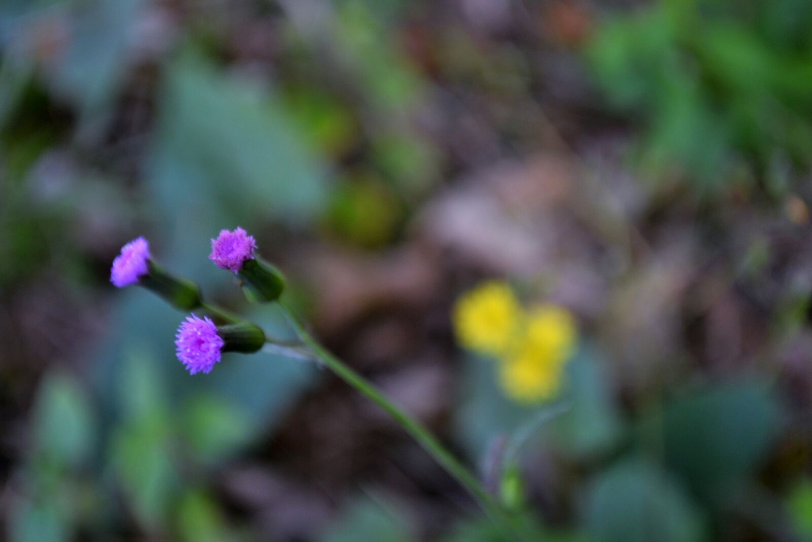 Nikon D3100 sample photo. Close, up, of, flowers photography