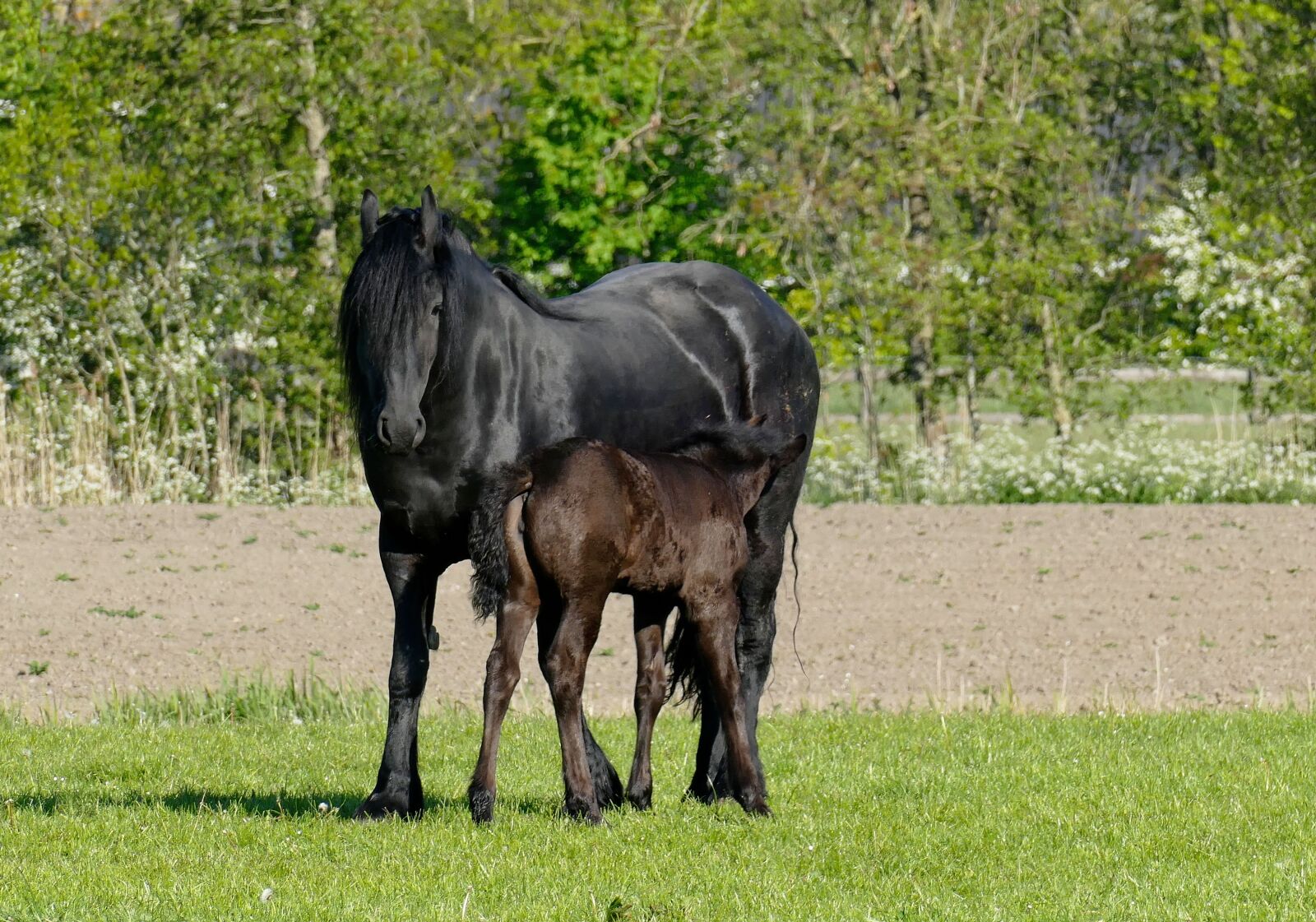 Panasonic Lumix DMC-FZ1000 sample photo. Horse, horses, foal photography