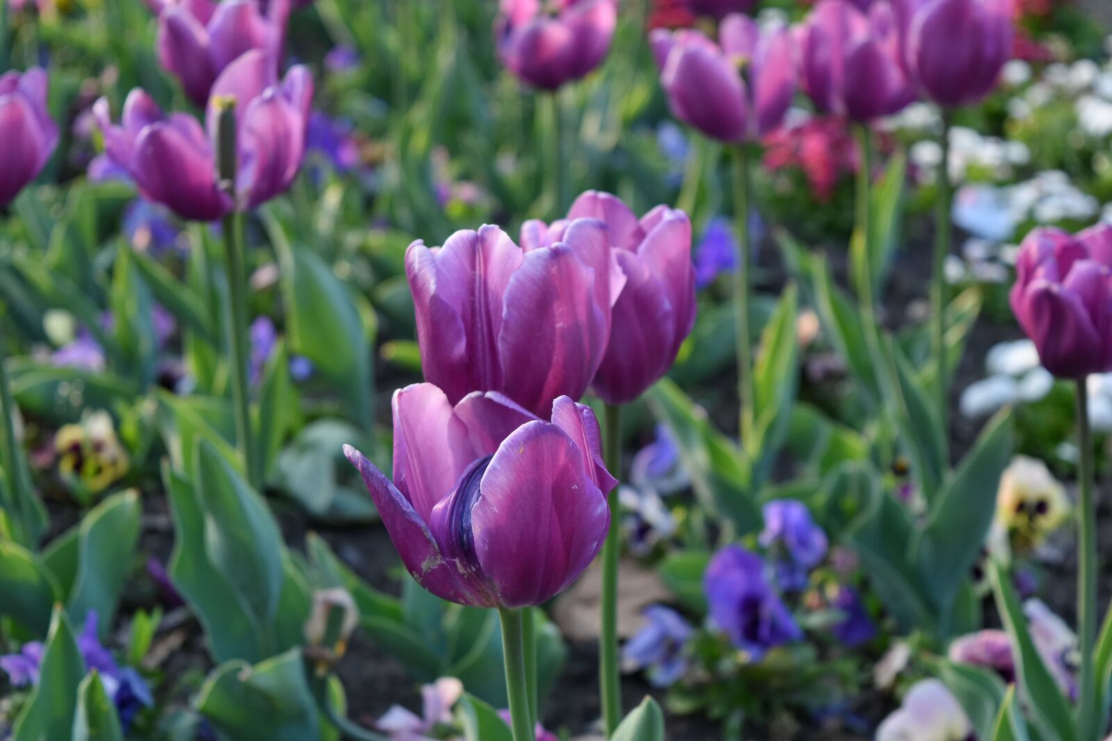 Nikon D5500 sample photo. Flower garden, flowers, tulip photography