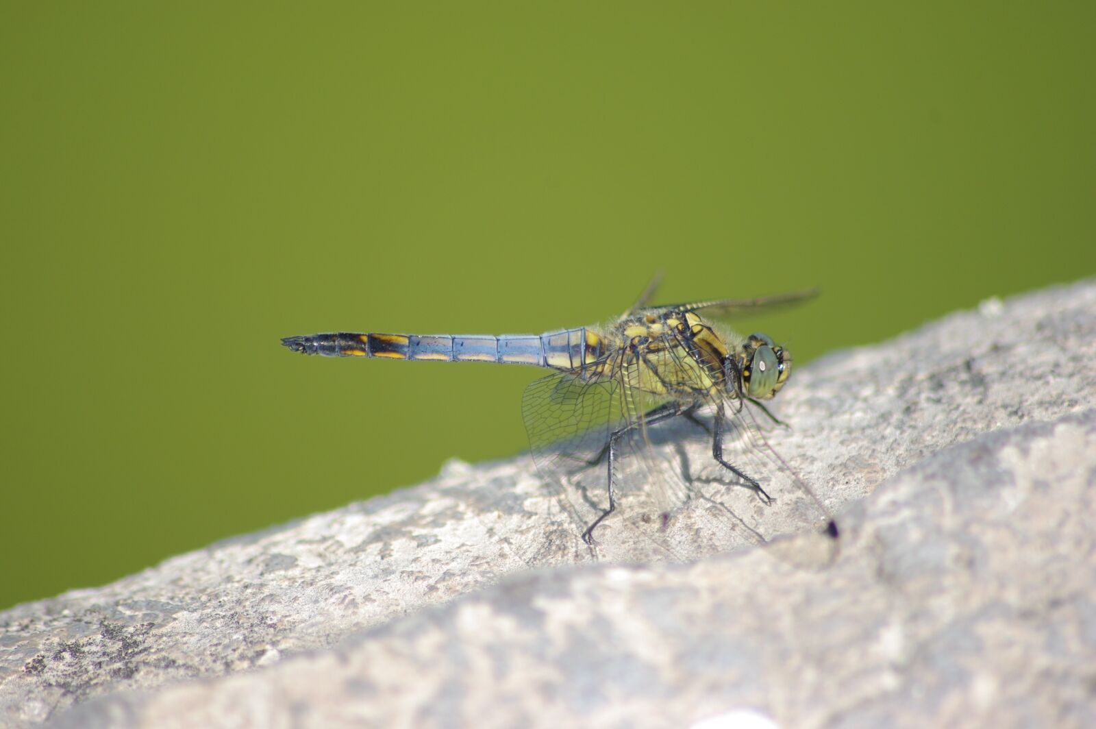 Pentax K200D sample photo. Dragonfly, insect, wings photography